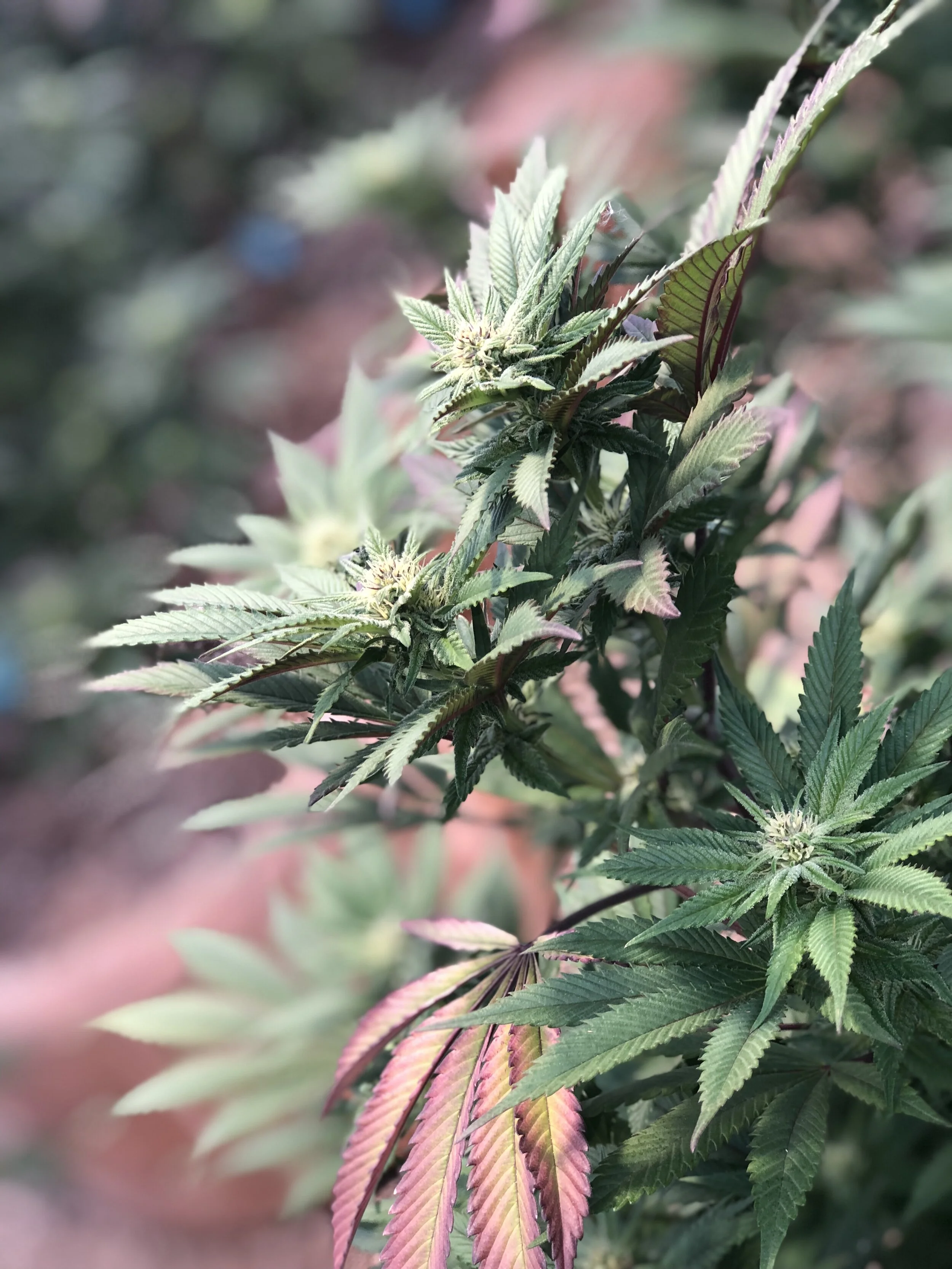 Oregon 247 Boardhollyweed Dispensary Boston - y1qp5qg