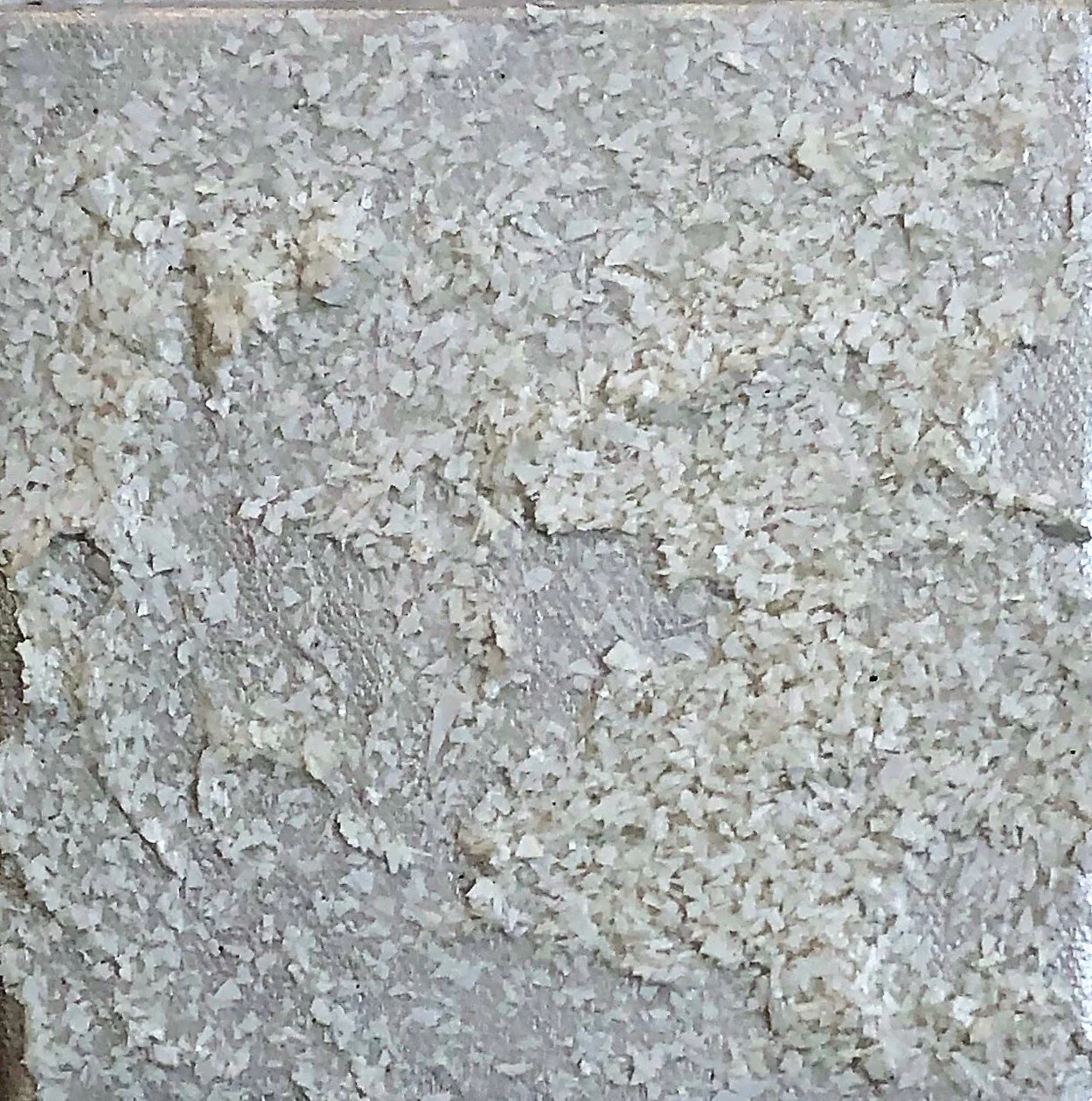 Roseanne Williams - Pearl, Acrylic on panel, 5 x 5 inches