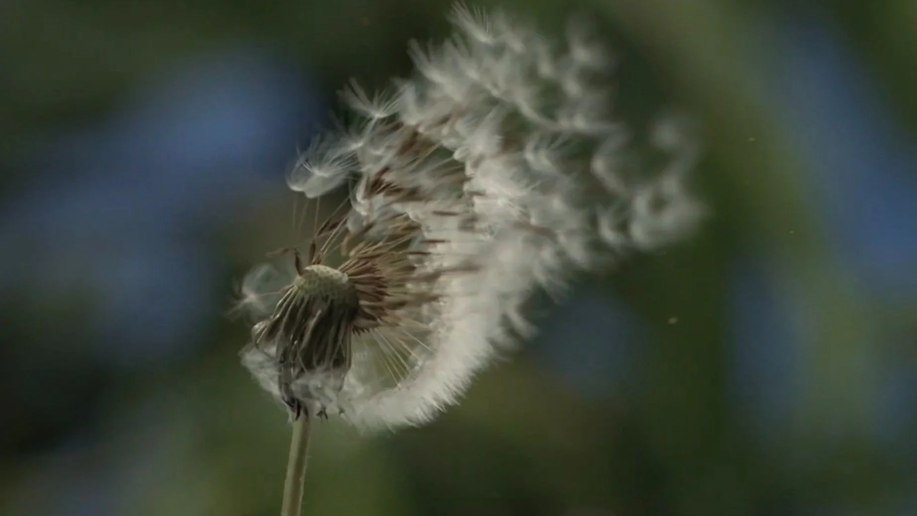 Stony Brook Medicine Healthcare System