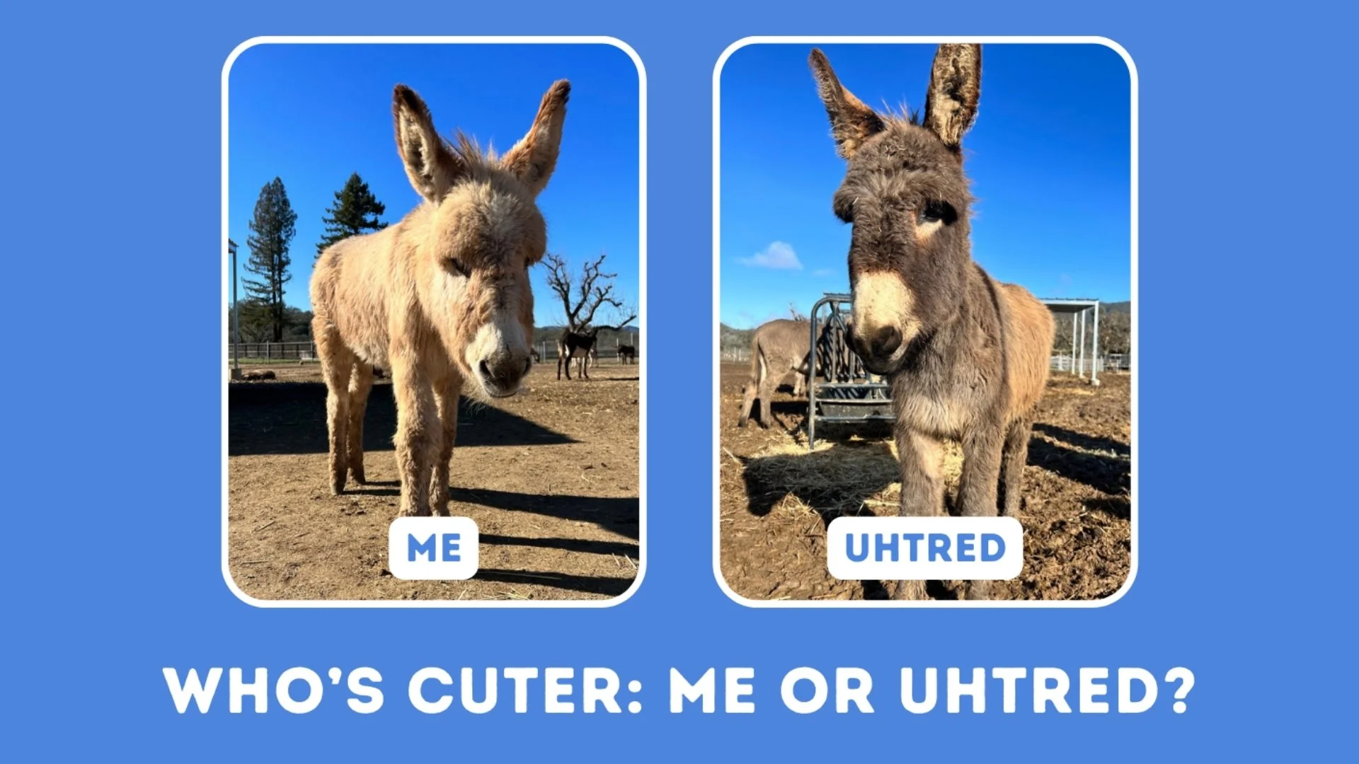 Example of Nonprofit re-engagement email campaign using a quiz to boost engagement.