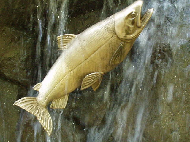 close up  "Migrating Salmon"