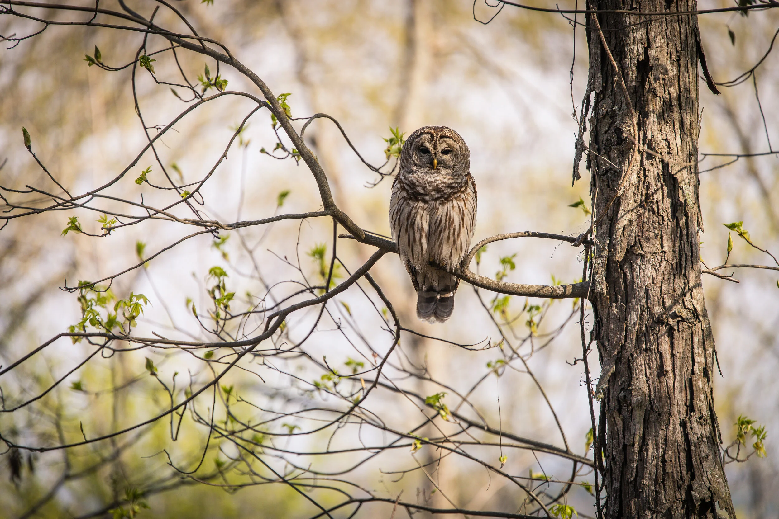 Owl-7581.jpg
