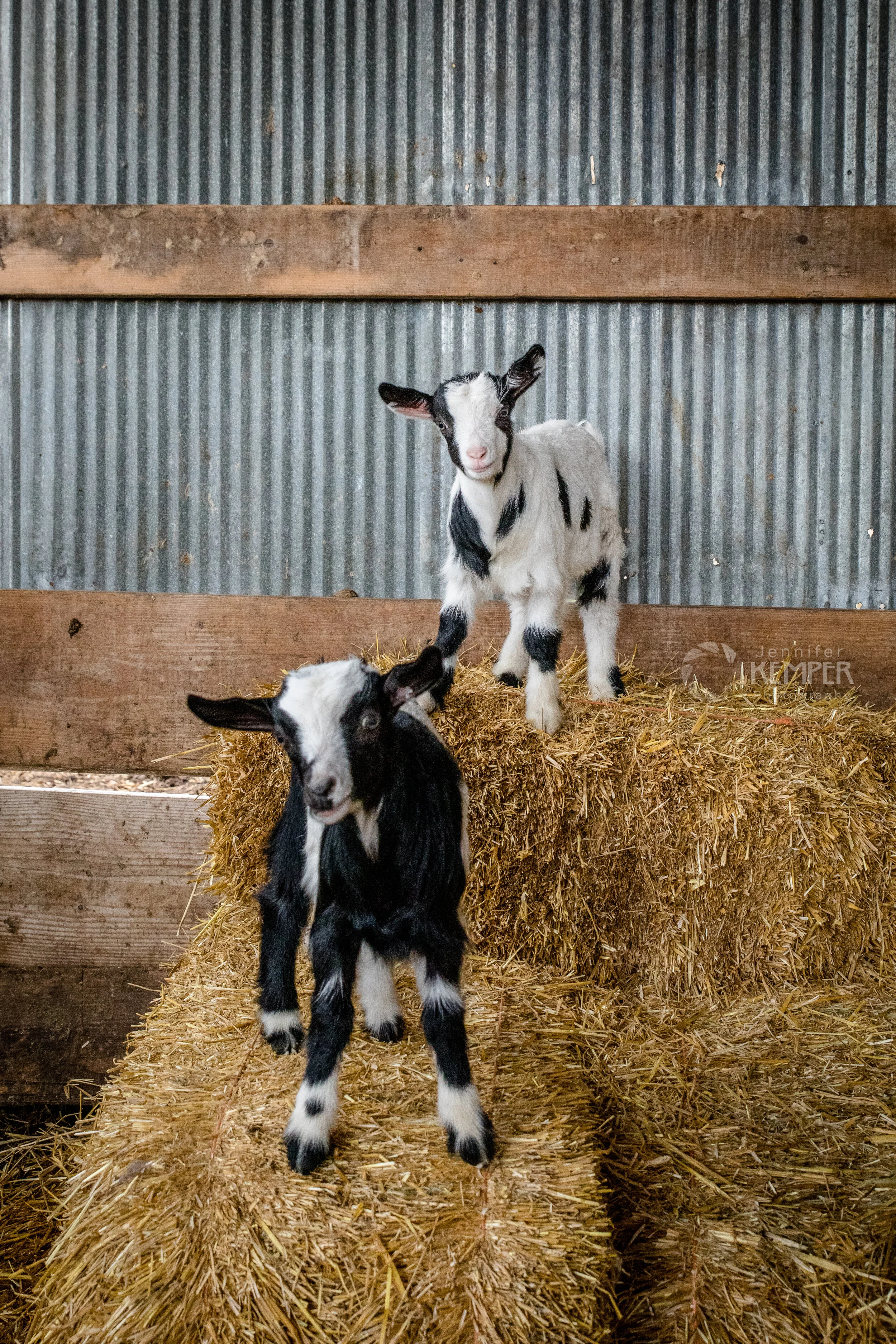 Goats-8736.jpg
