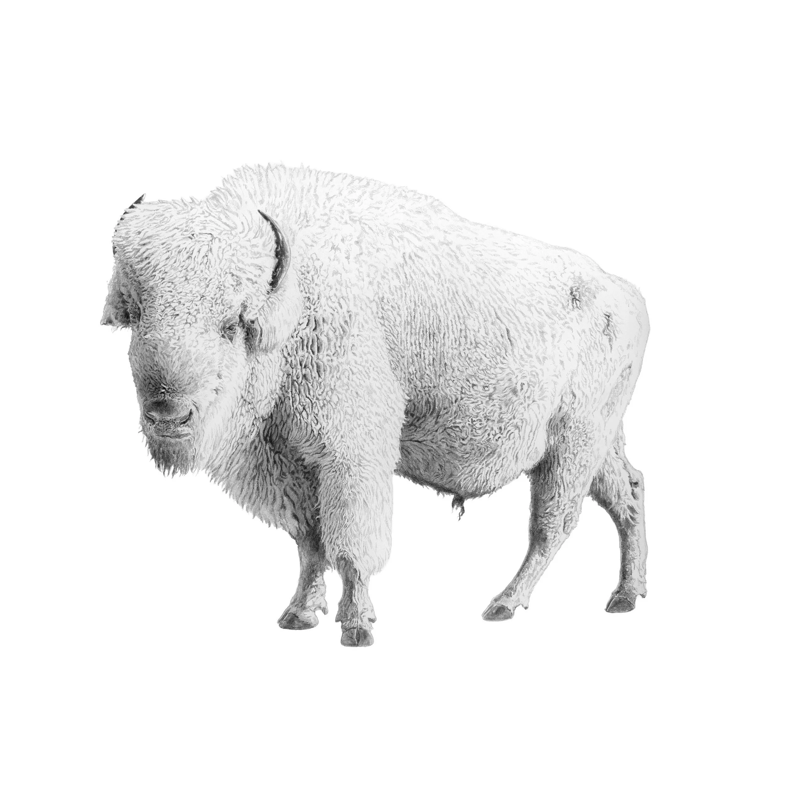 White Bison-Websitesquare.jpg