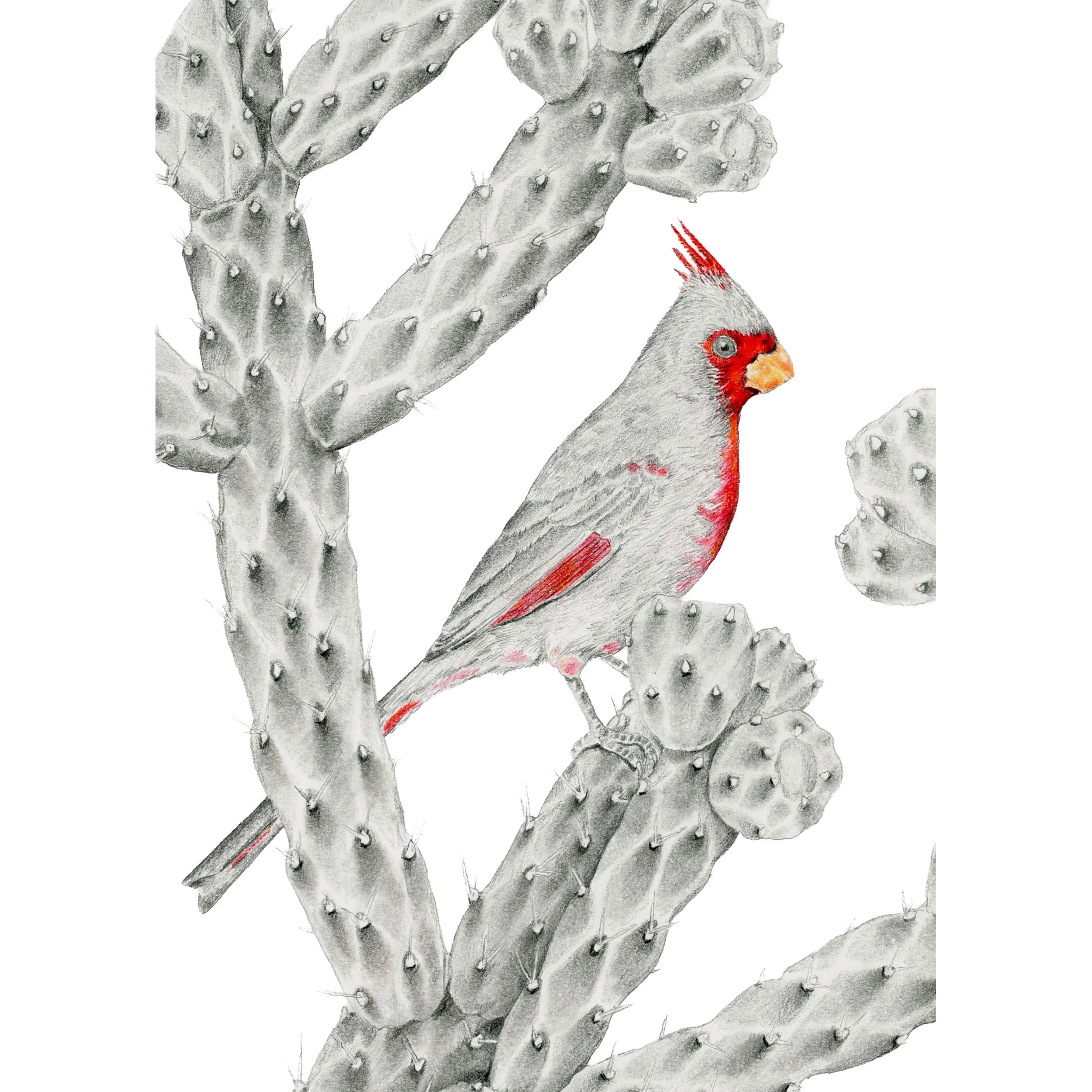 Peace of the Cholla-Websitesquare.jpg