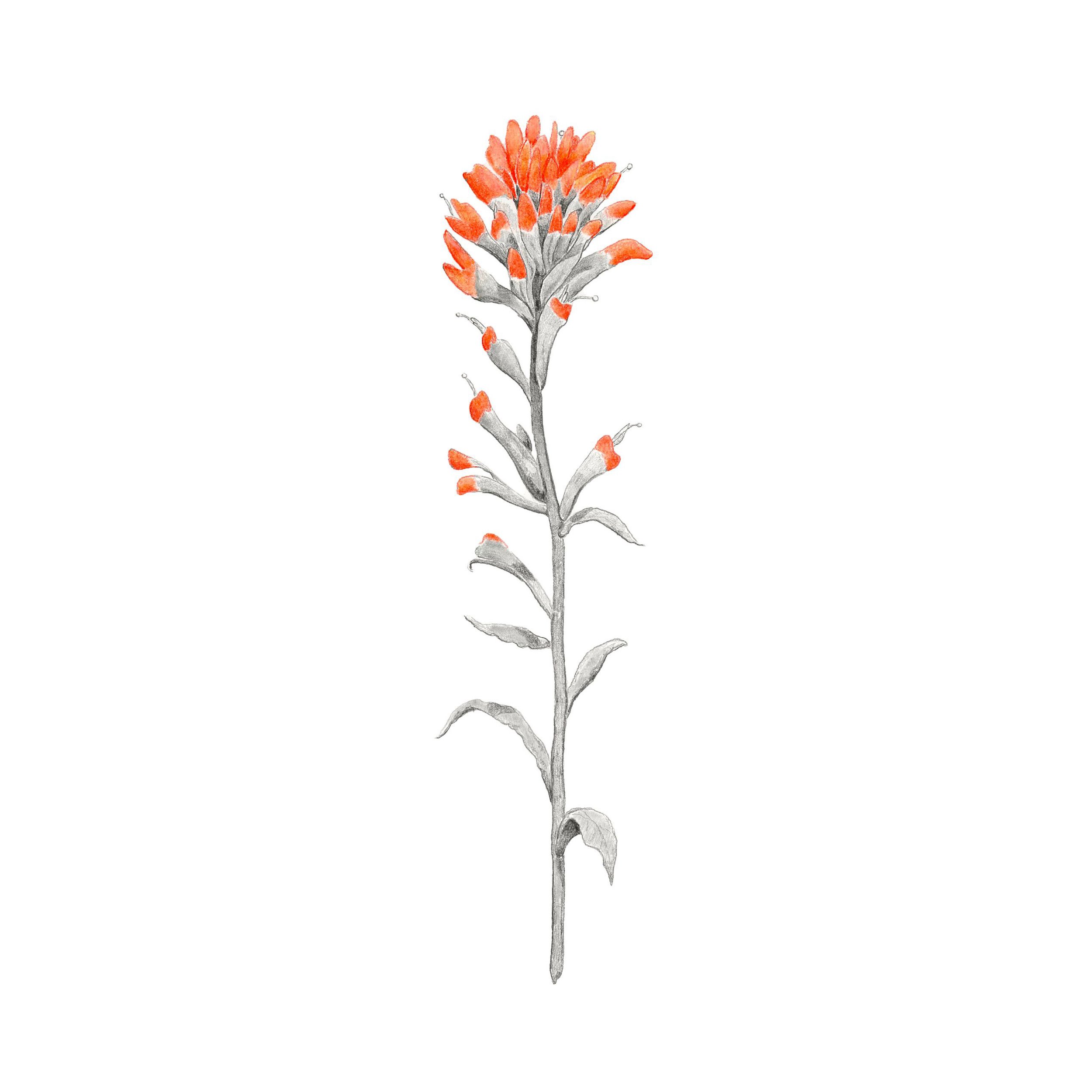 Painted Flower- Websitesquare.jpg