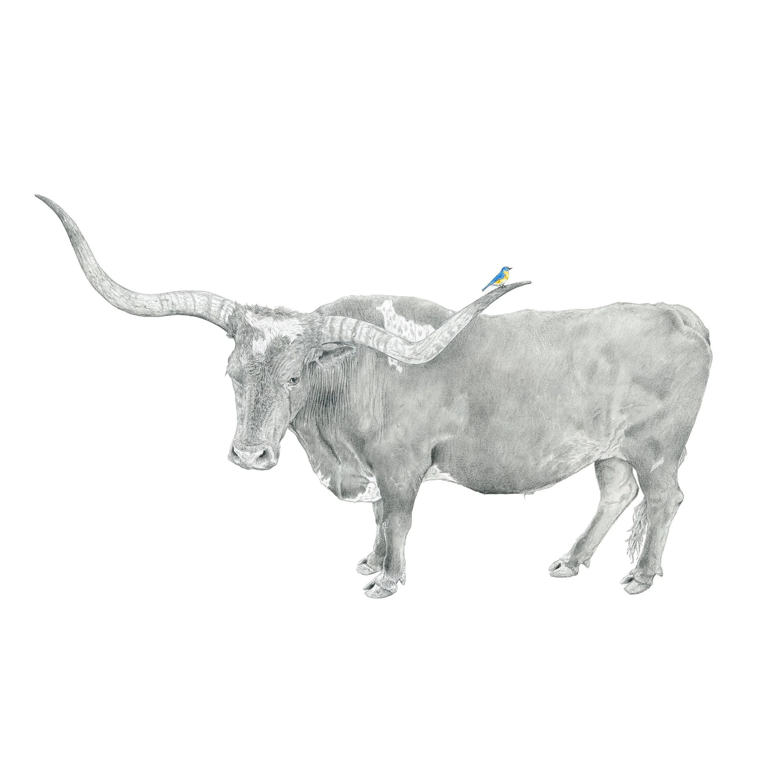 Amigos-Website crop2.jpg