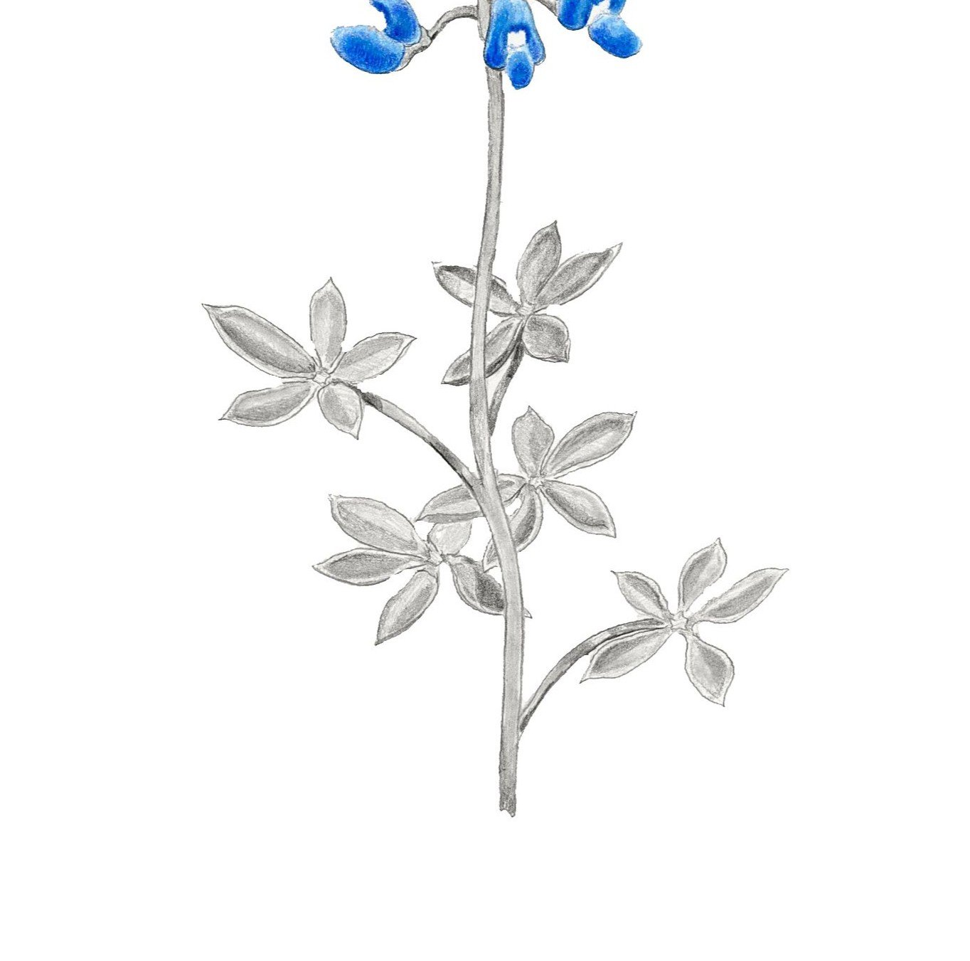 Blue Spring-Websitecrop2.jpg