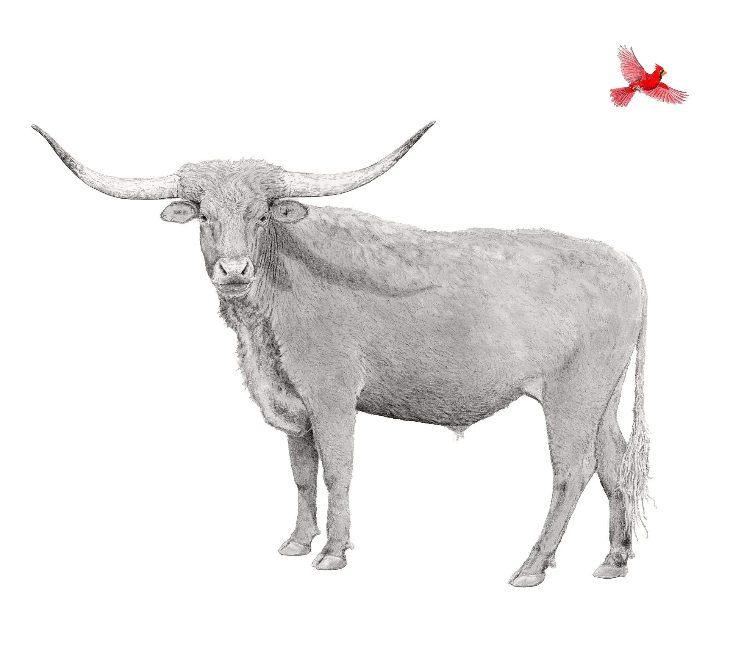 Red Rock- Website.jpg