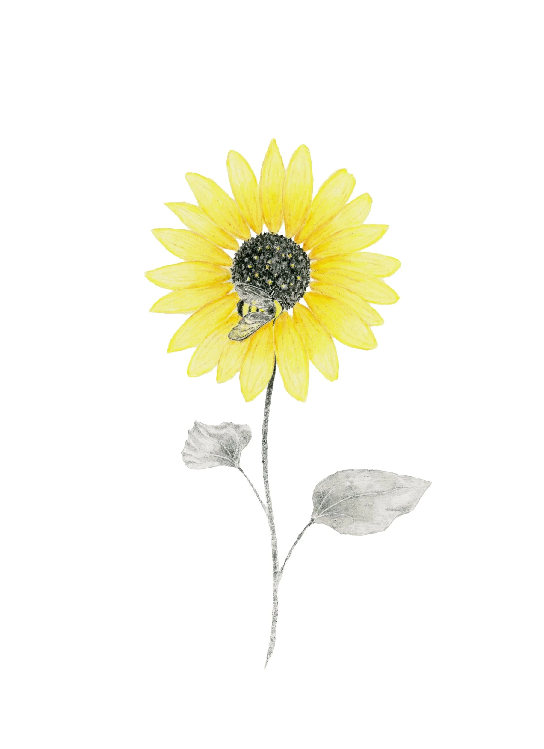 Sunflower-Website.jpg