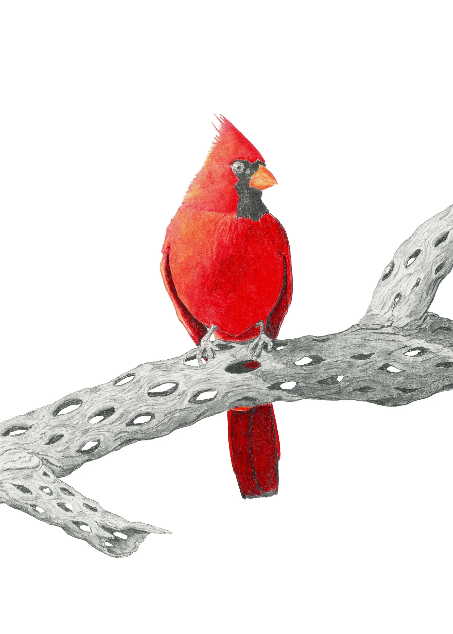 Ocatillo Fire Small-Website.jpg