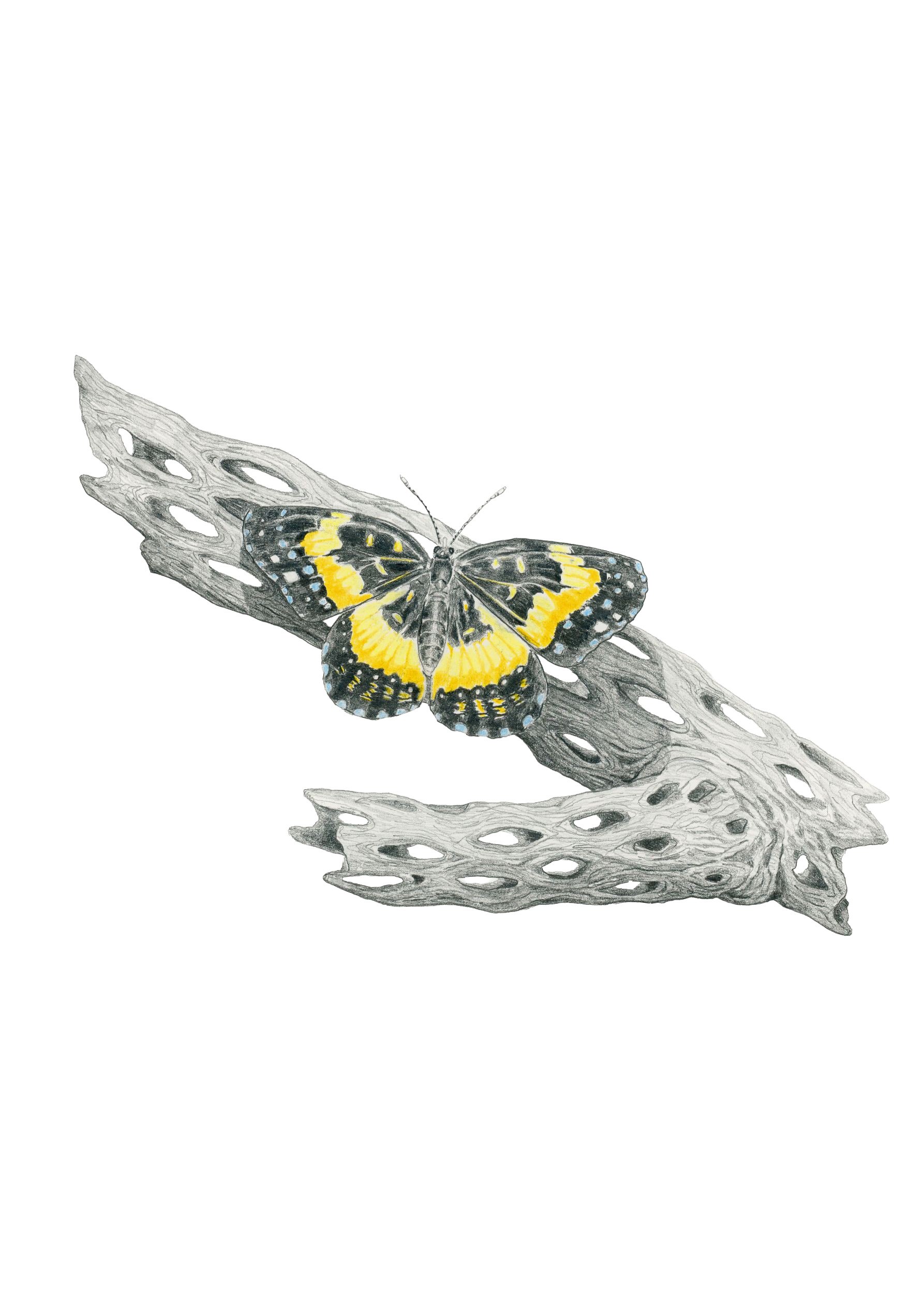 Ocatillo Leaf-Website.jpg