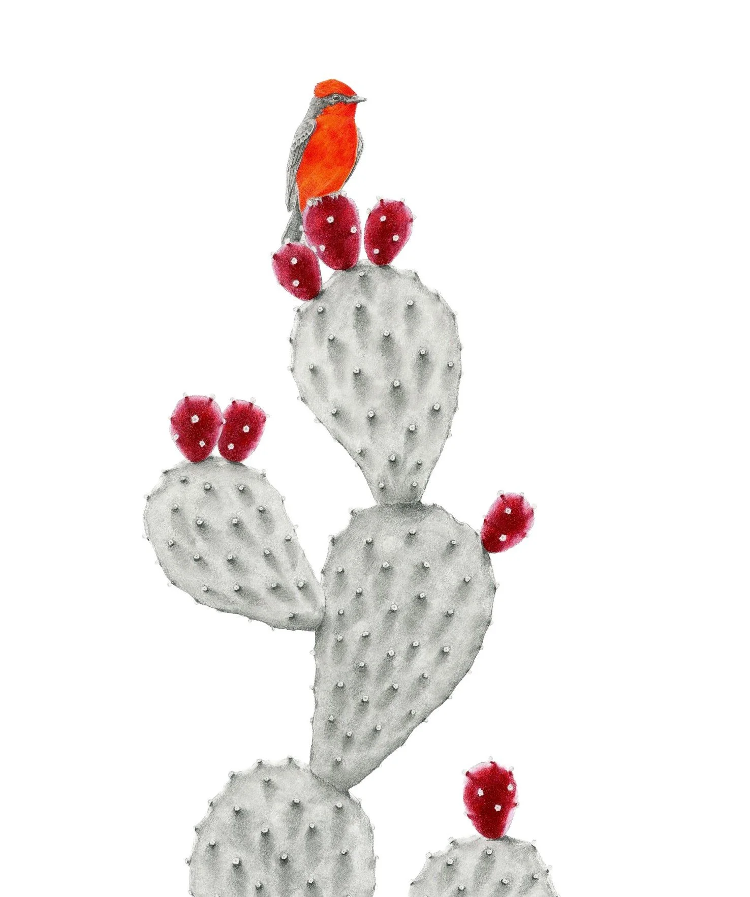 Cactus Crescendo-Website crop 1.jpg