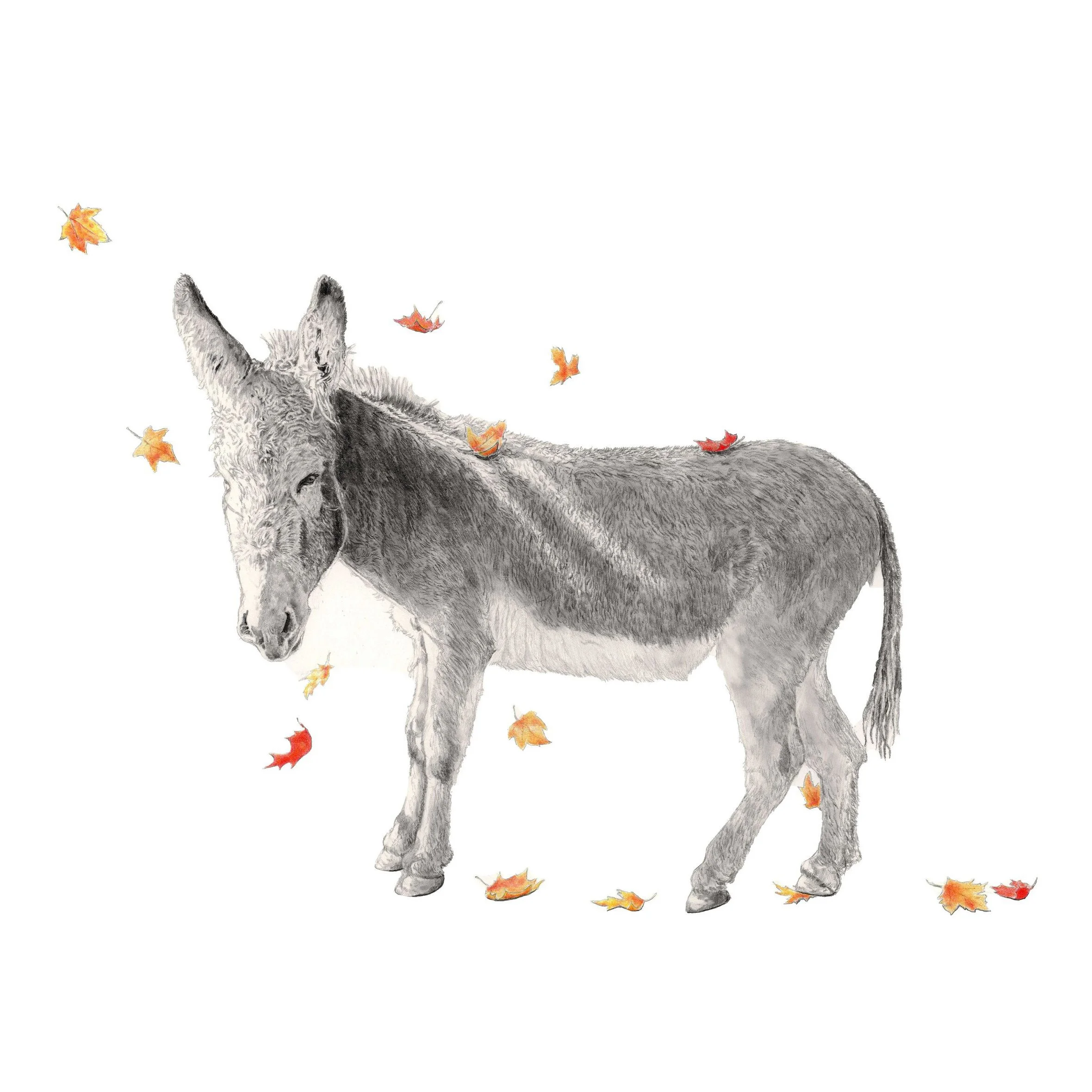 Seasons Pass-Websitesquare.jpg