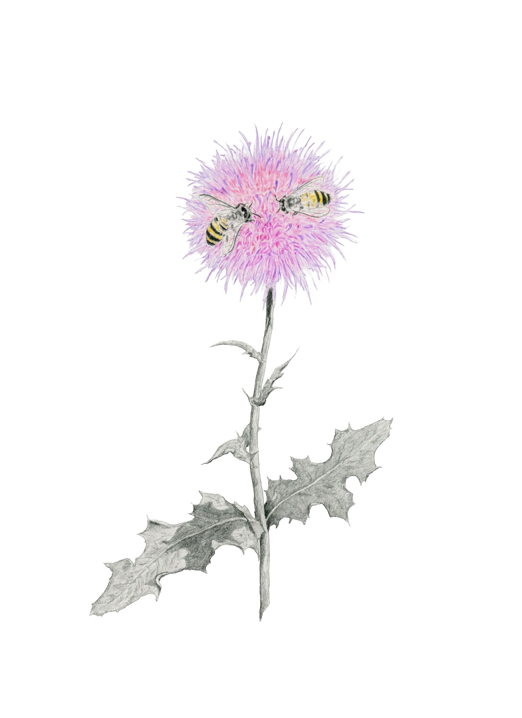 Thistle-Website.jpg