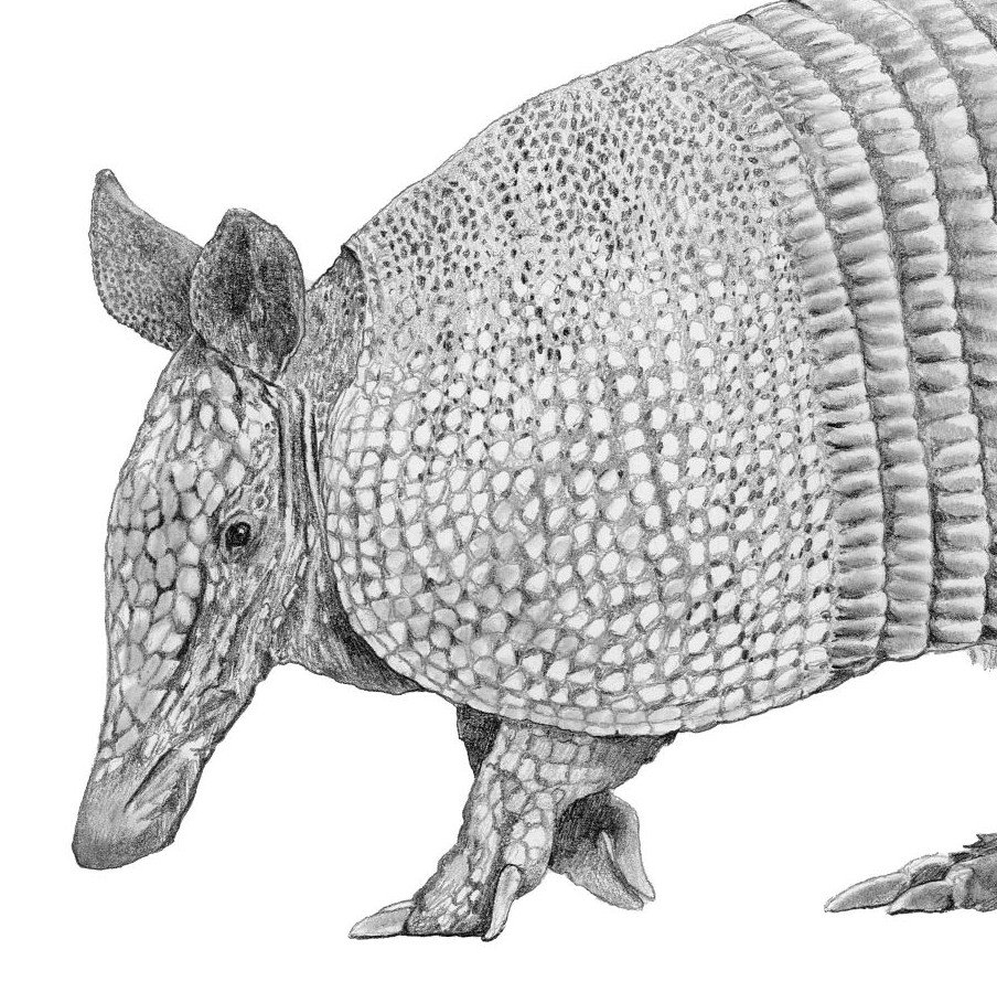 Armadillo-Website crop.jpg