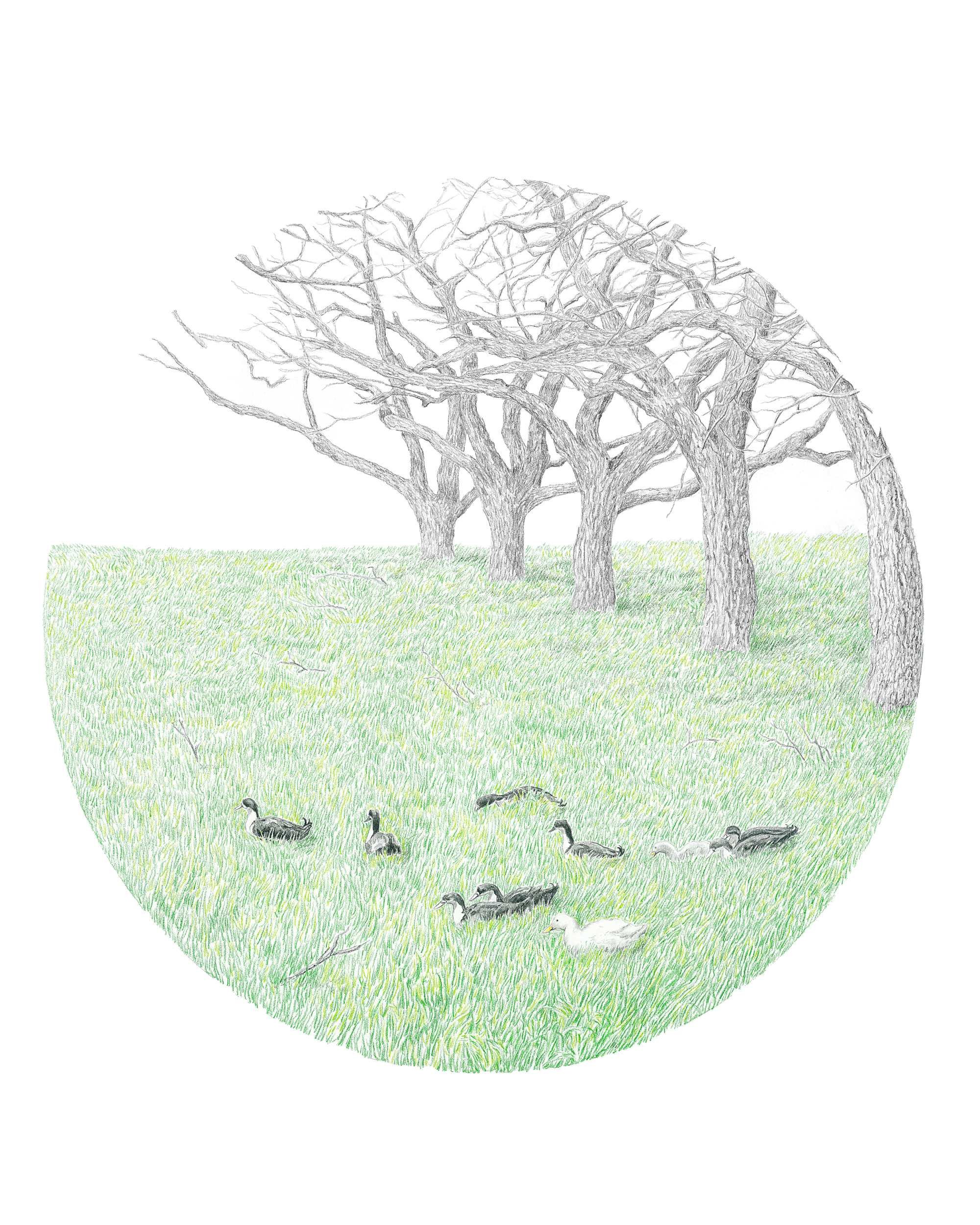 Monet's Pond-Website.jpg