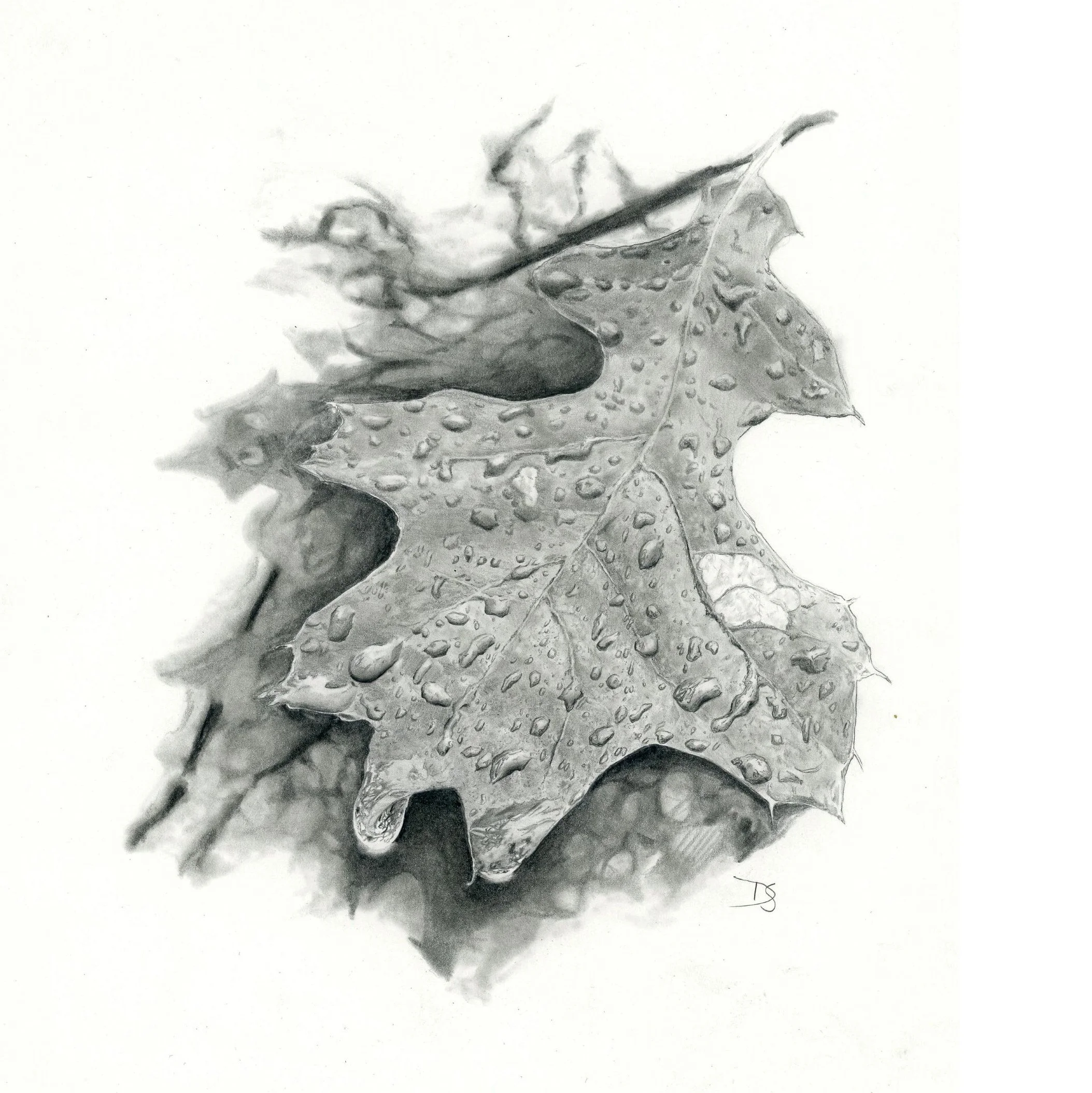 Morning Rain Websitesquare.jpg