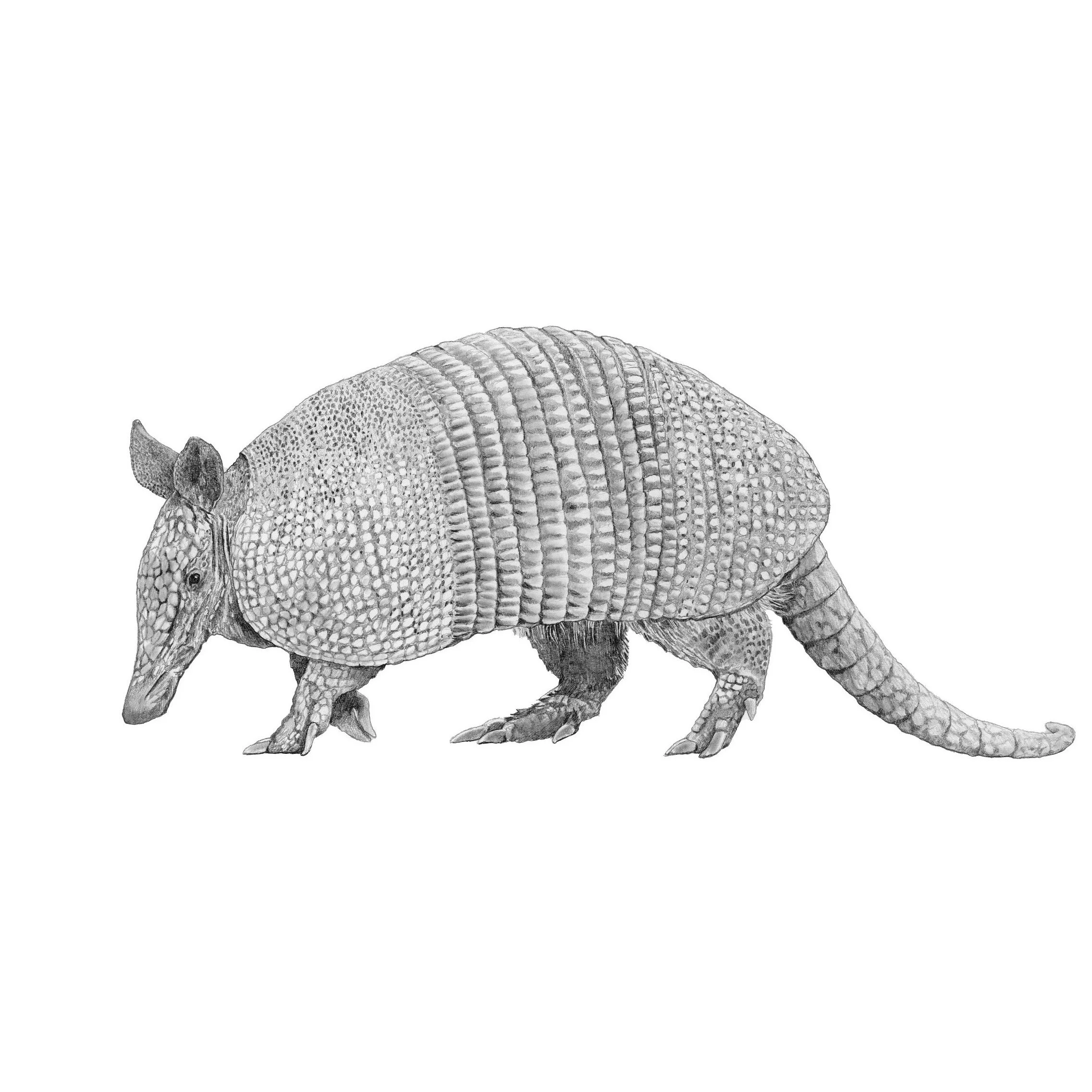 Armadillo-Website crop 3.jpg