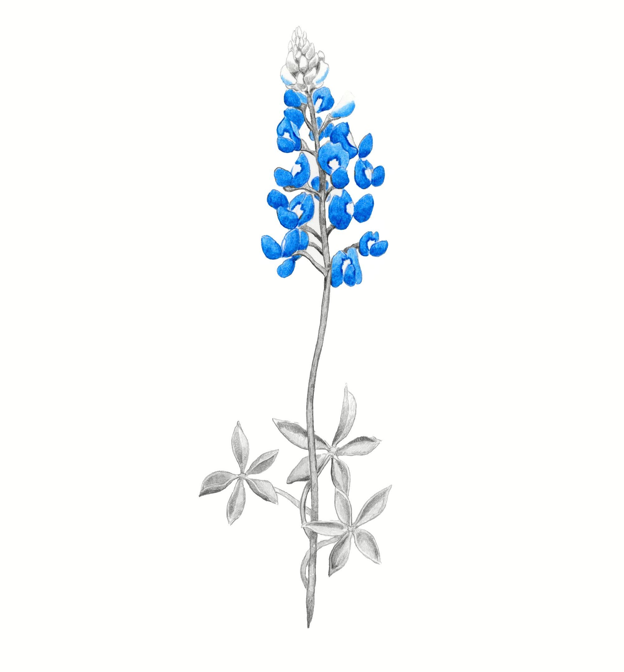 Blue Pasture-Website crop.jpg