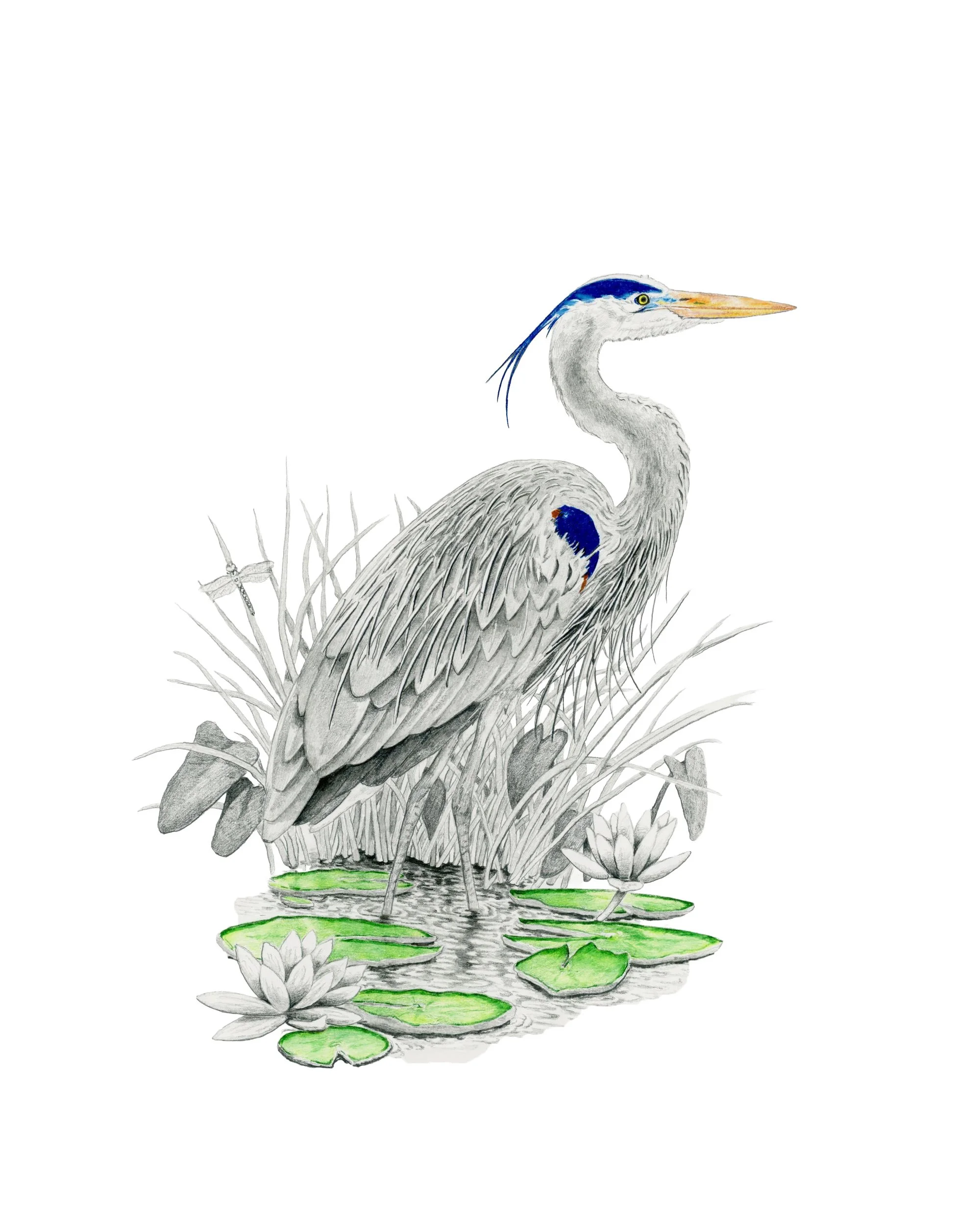 Herring Blue -Website.jpg