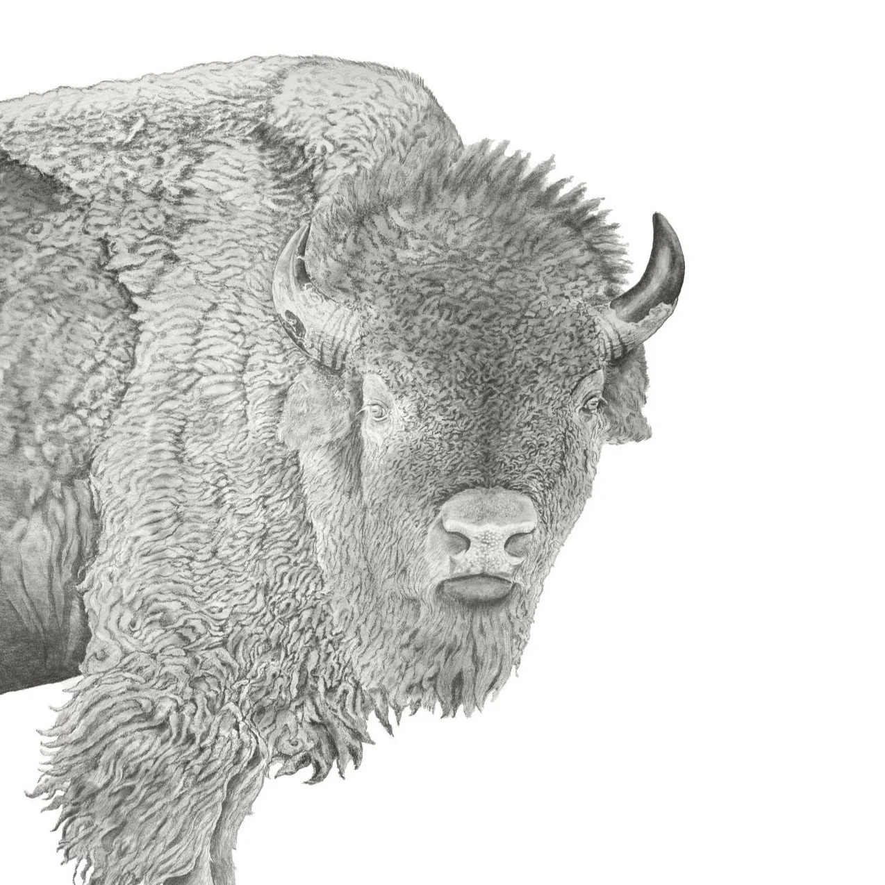 Guardian of the Plains-Websitecrop.jpg