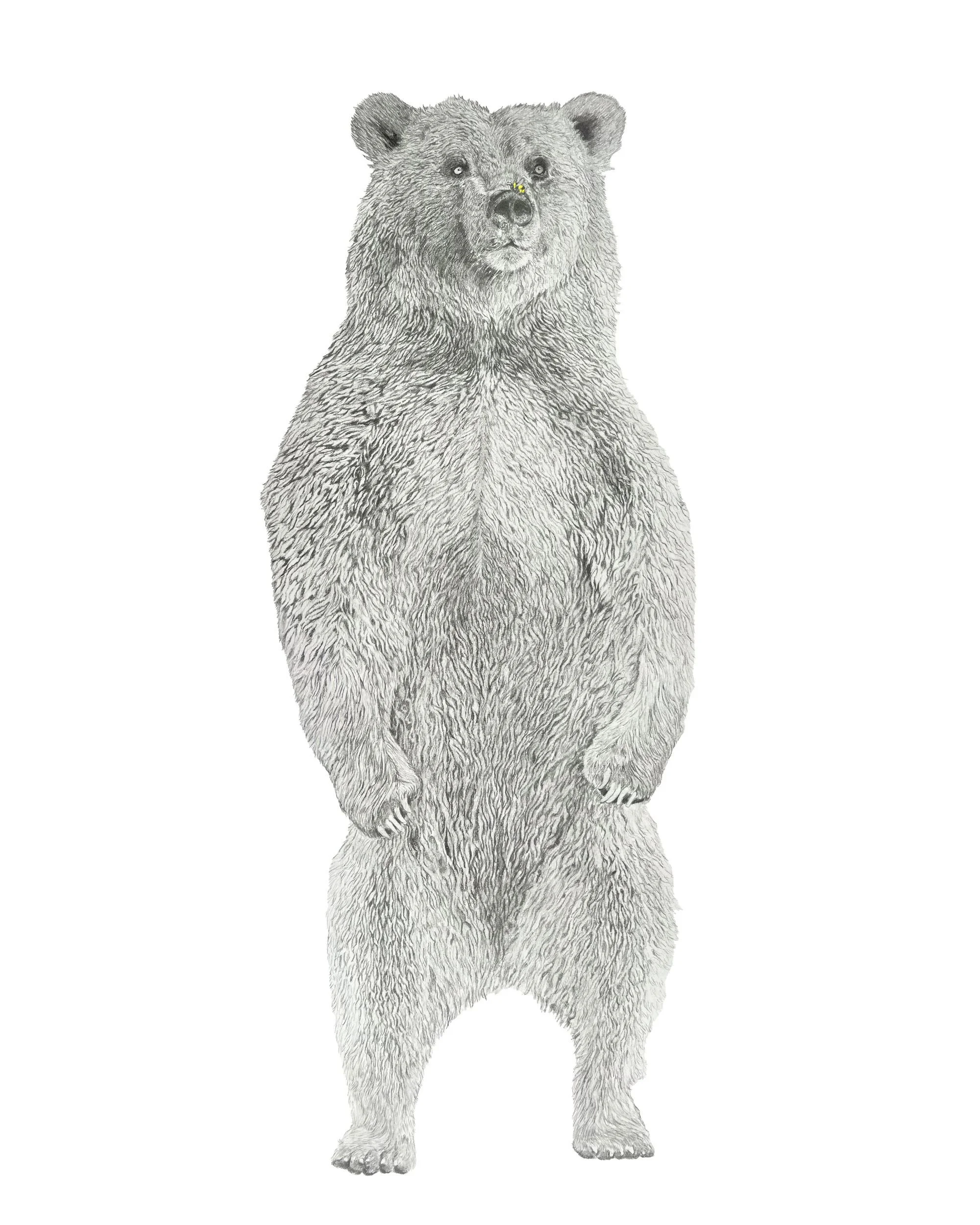 Honey Bear-Website.jpg