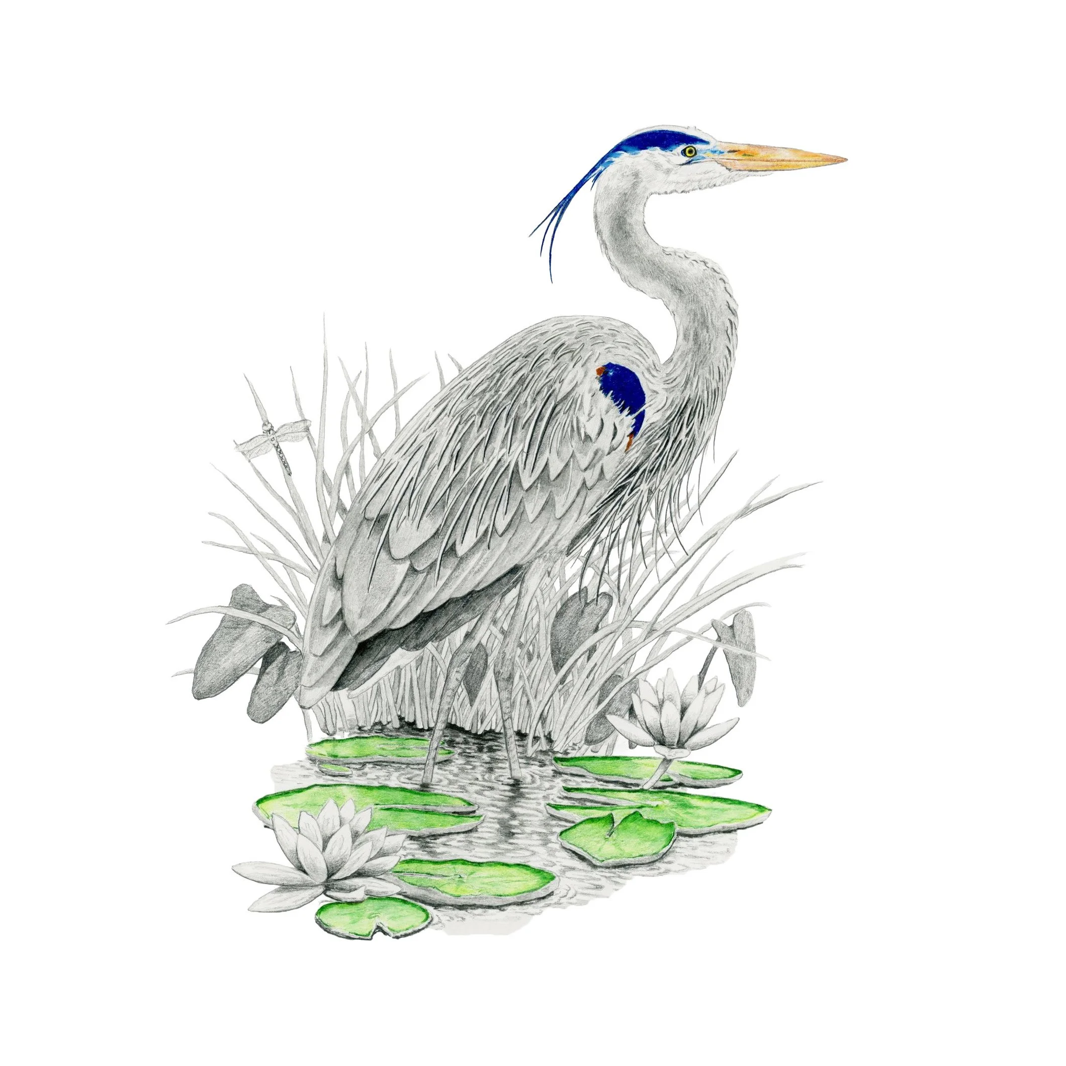 Herring Blue -Websitesquare.jpg