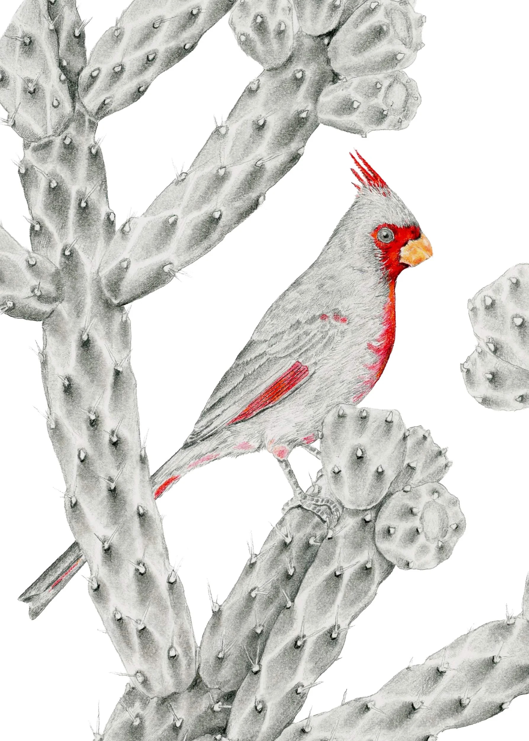 Peace of the Cholla-Website.jpg