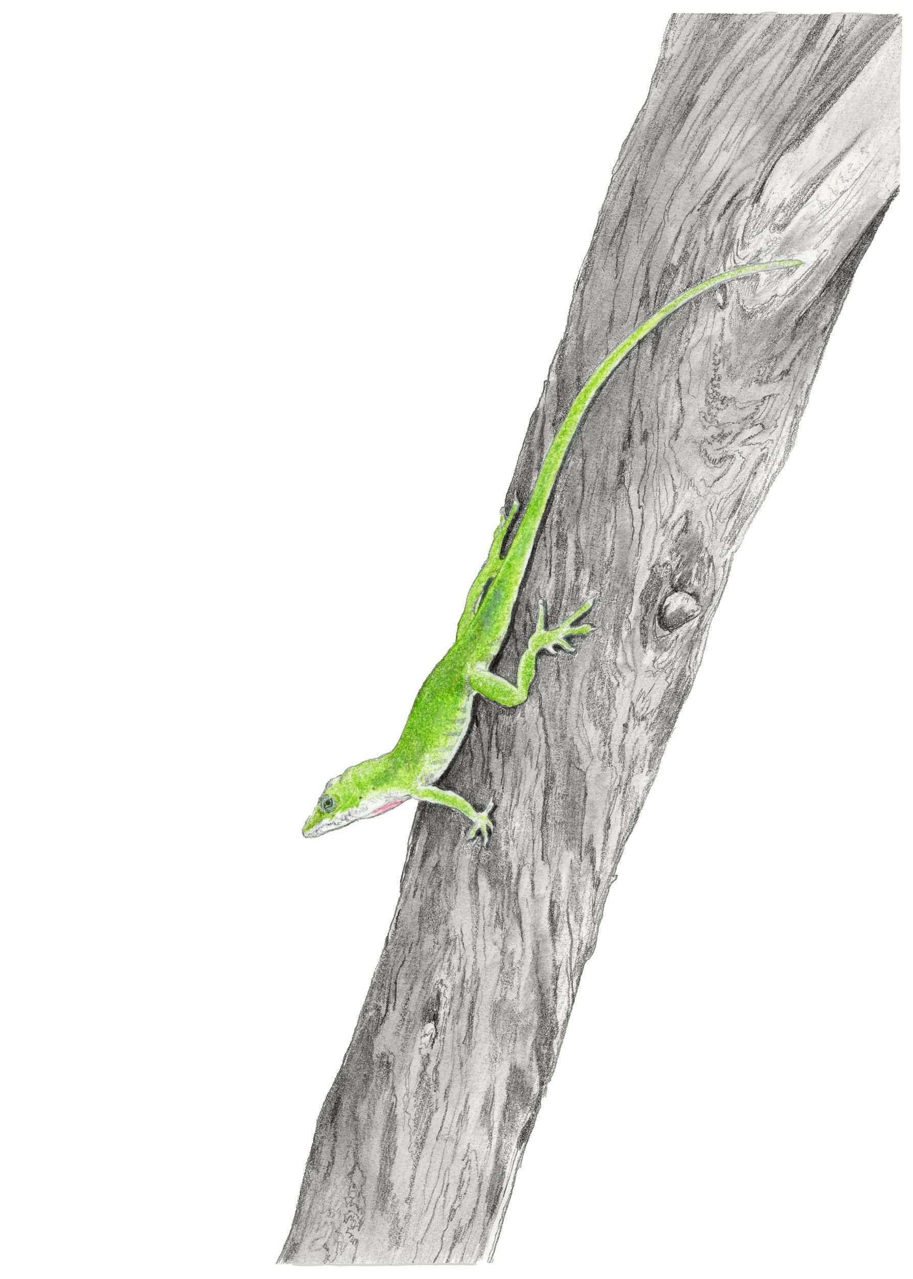 Anole -Website.jpg