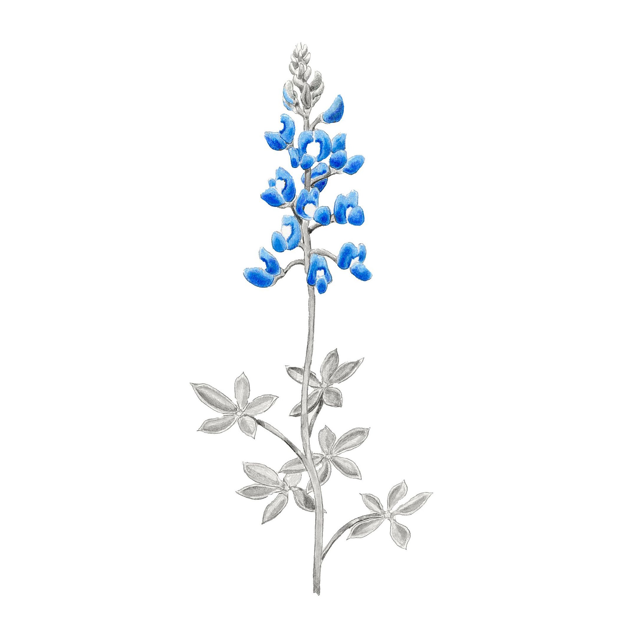 Blue Spring-Website square.jpg