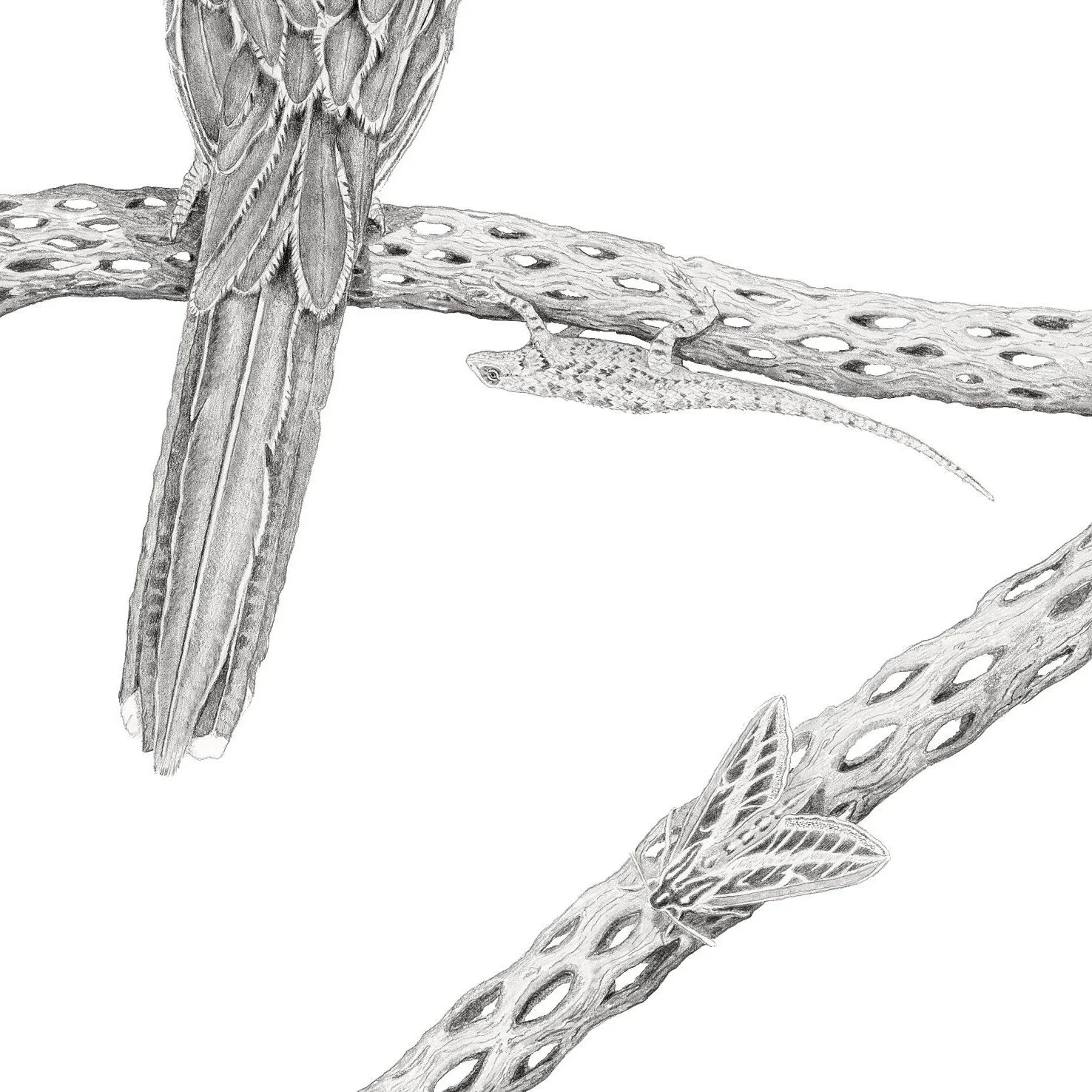 Desert Waltz-Websitecrop.jpg