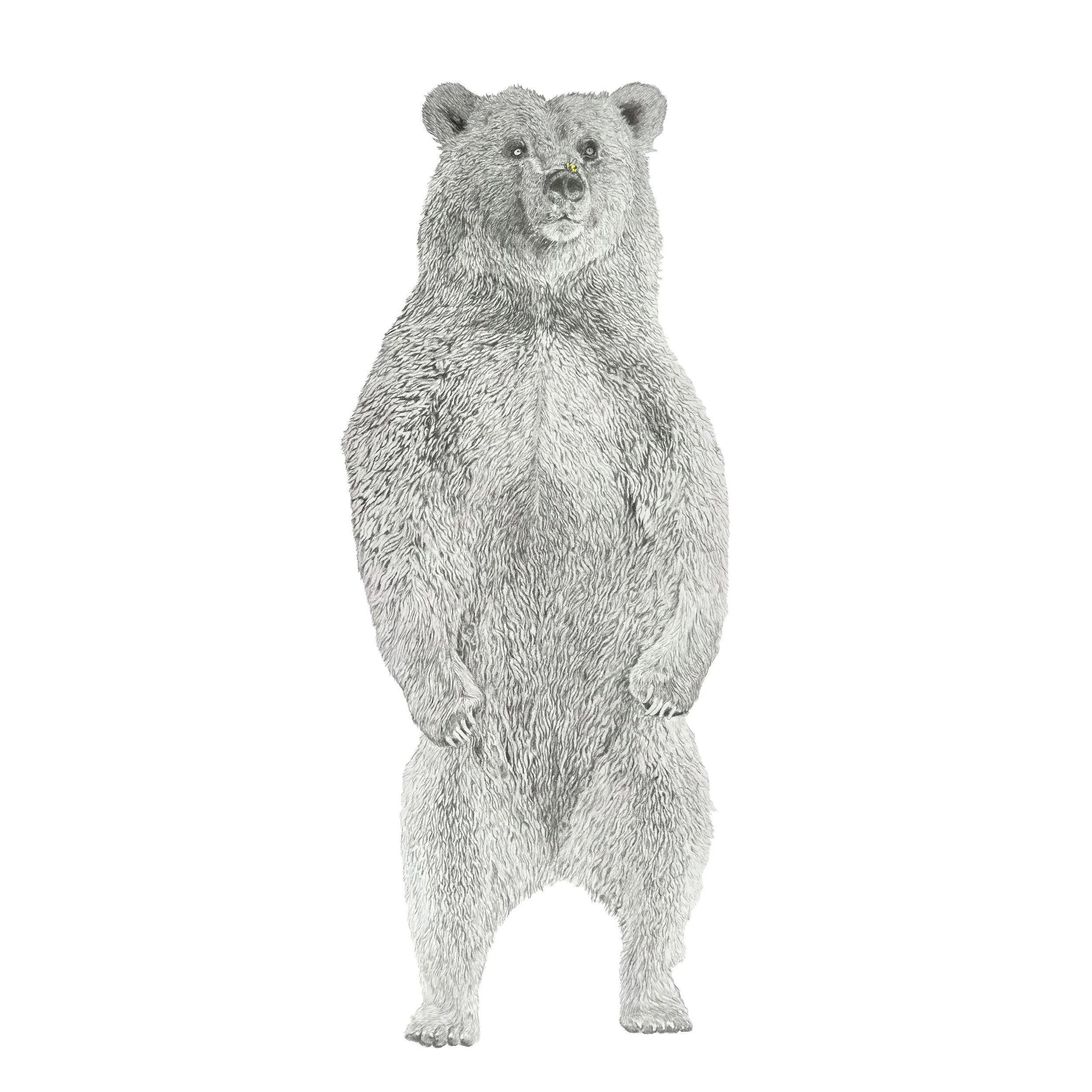 Honey Bear-Websitesquare.jpg