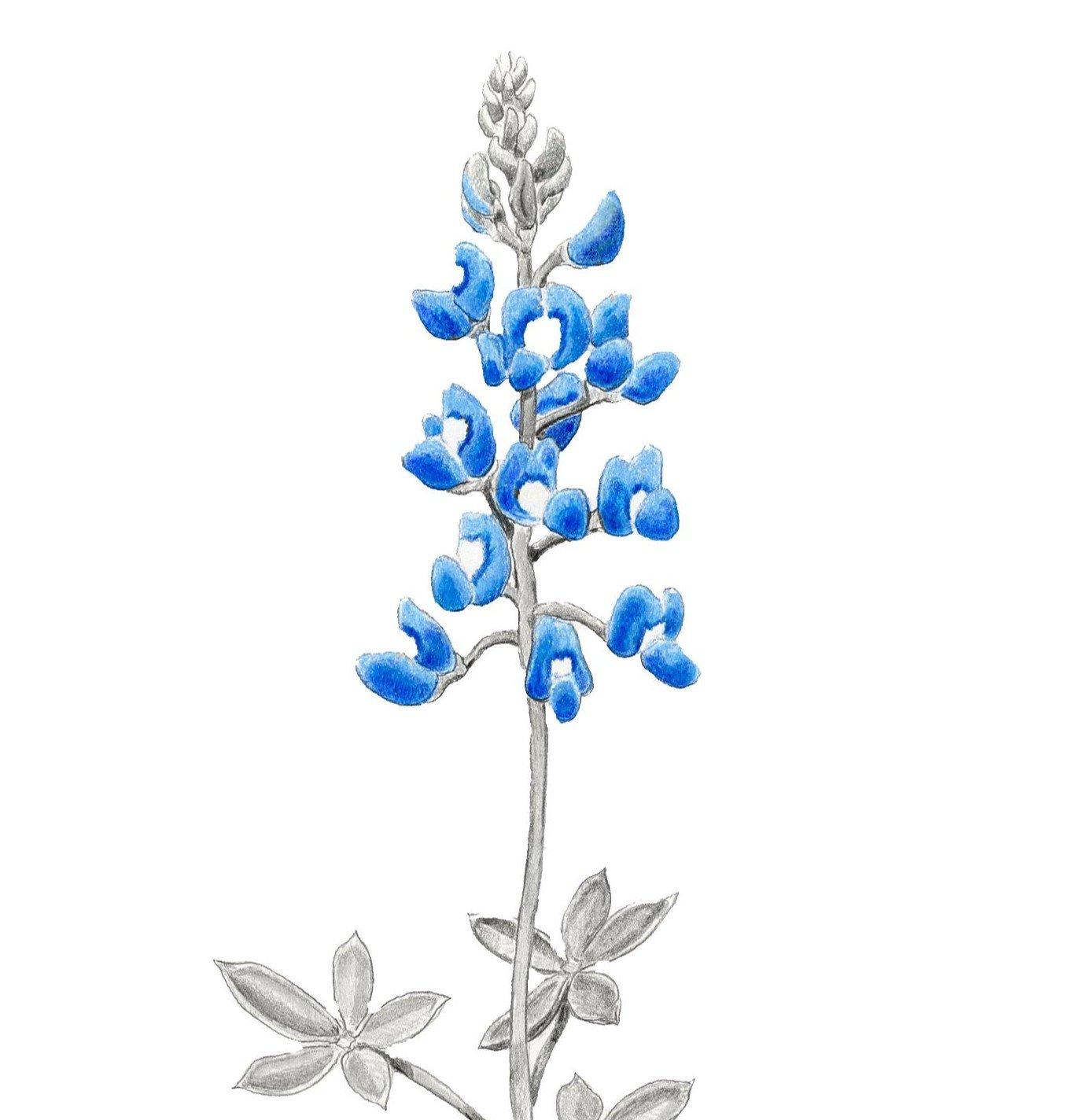 Blue Spring-Websitecrop.jpg