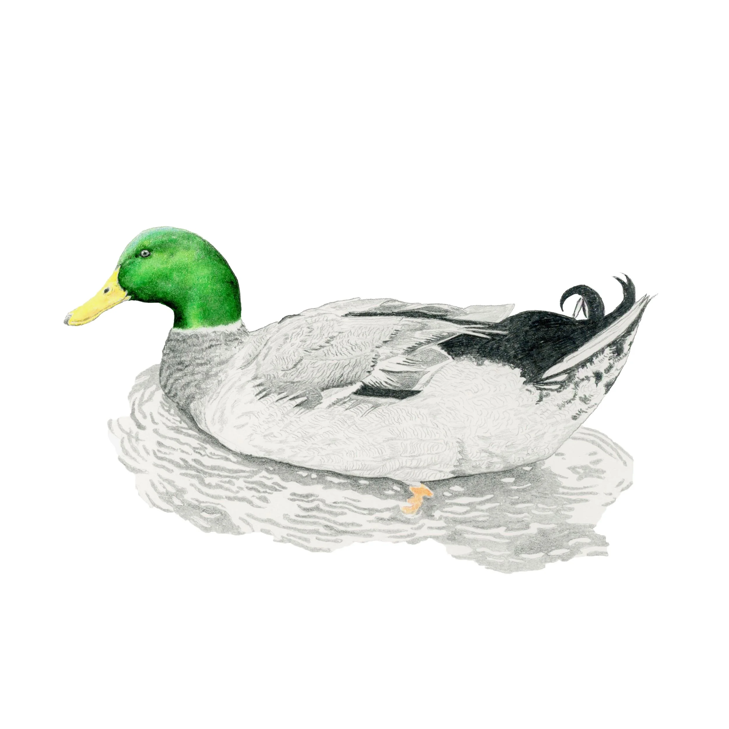 Mallard's Wake -Website.jpg