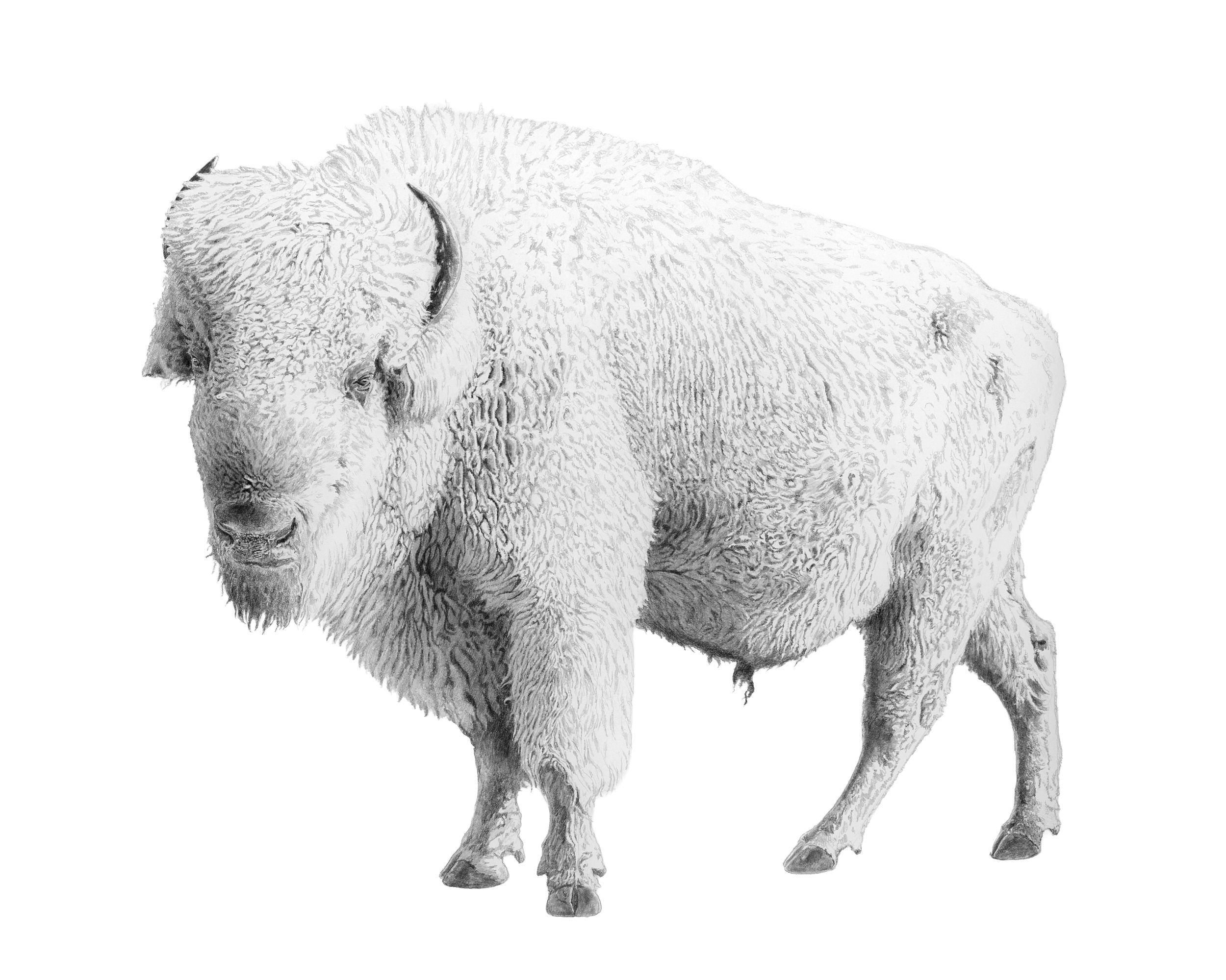 White Bison-Website.jpg