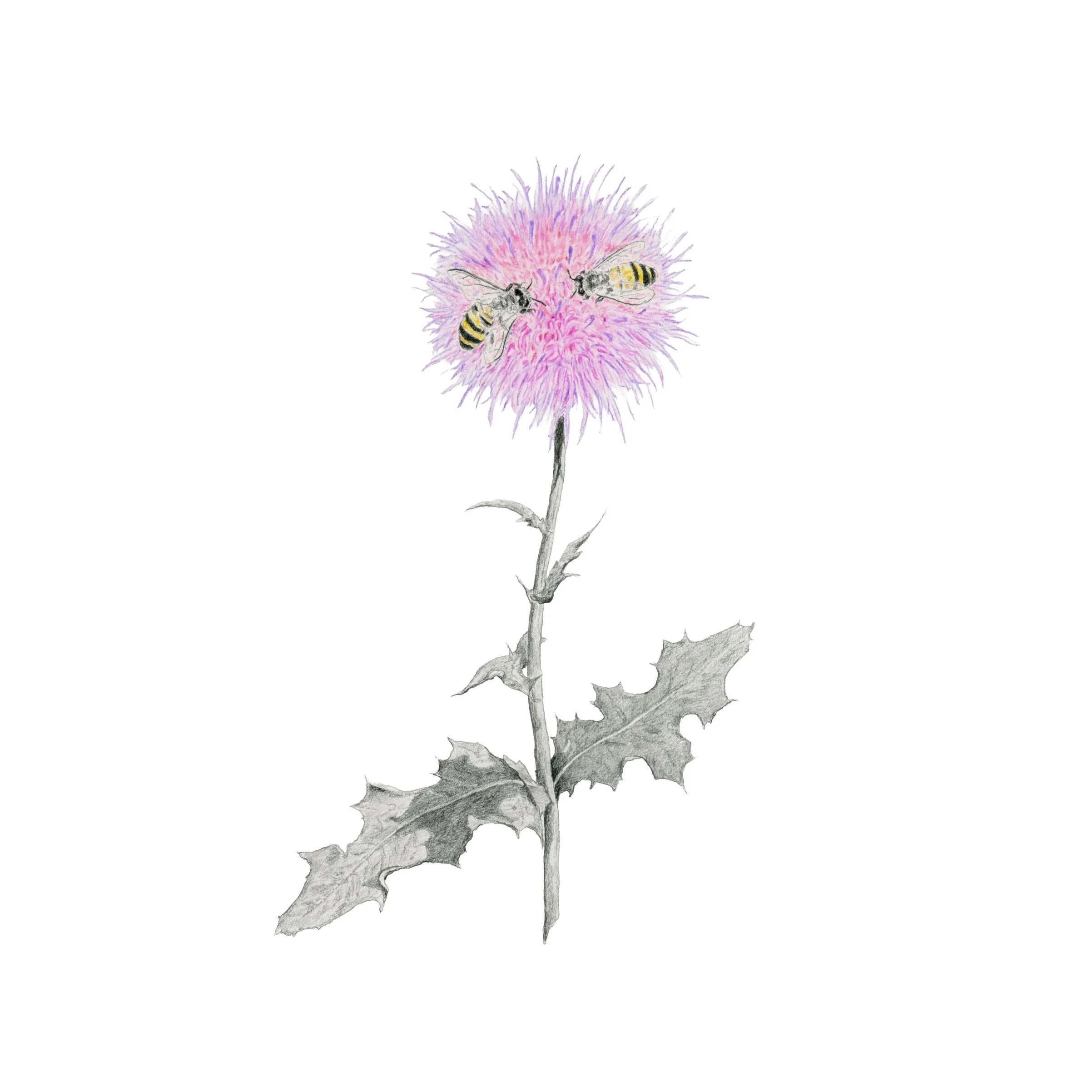 Thistle-Websitesquare.jpg