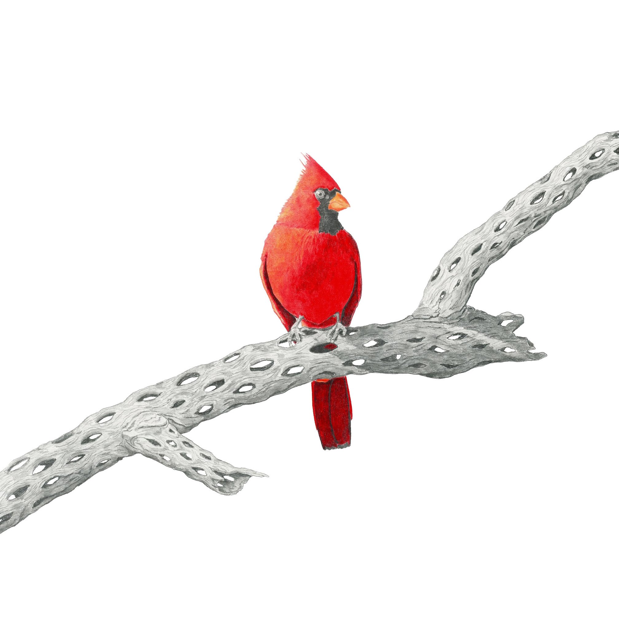 Ocatillo Fire-Websitesquare.jpg