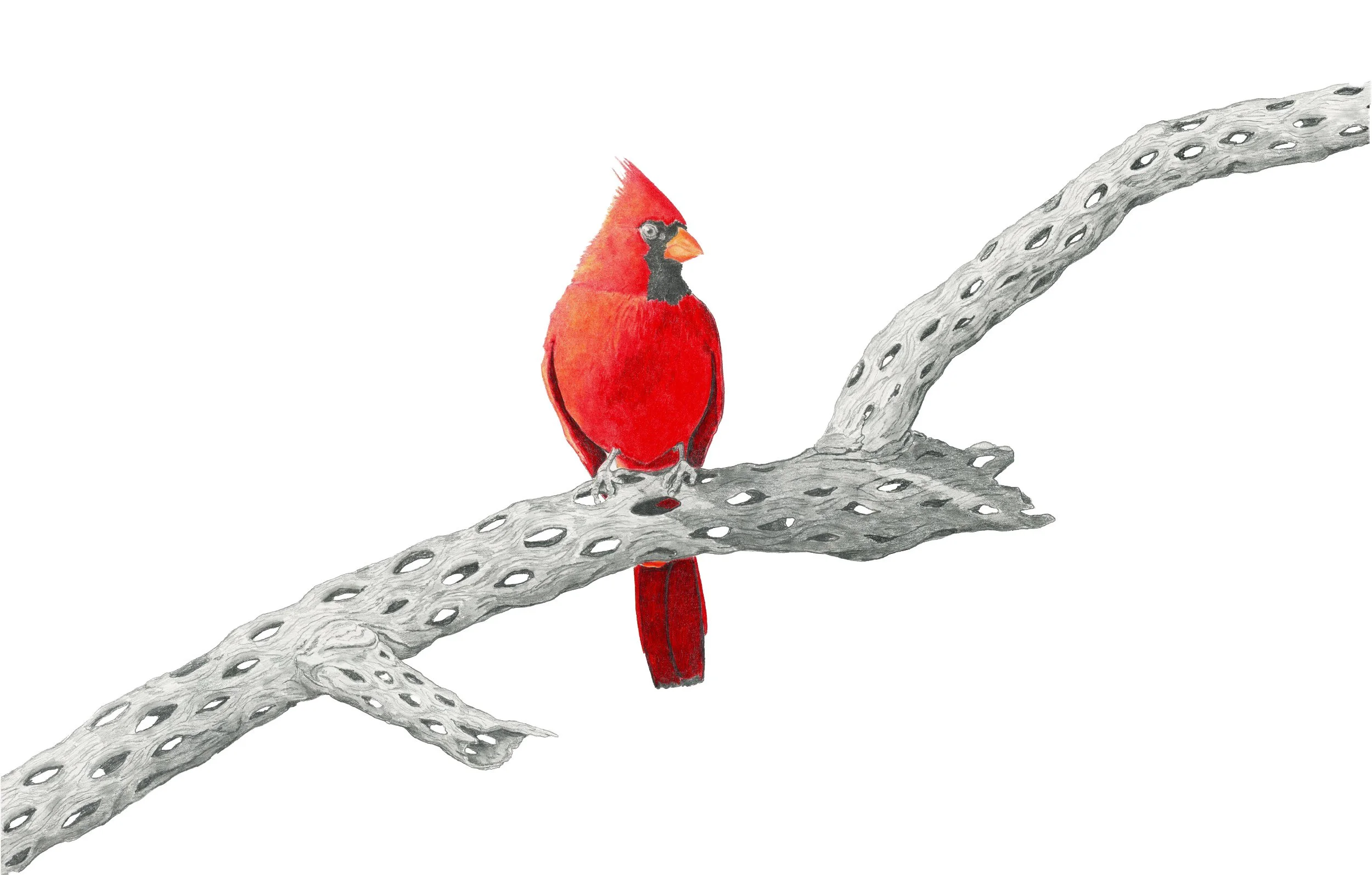 Ocatillo Fire-Website.jpg