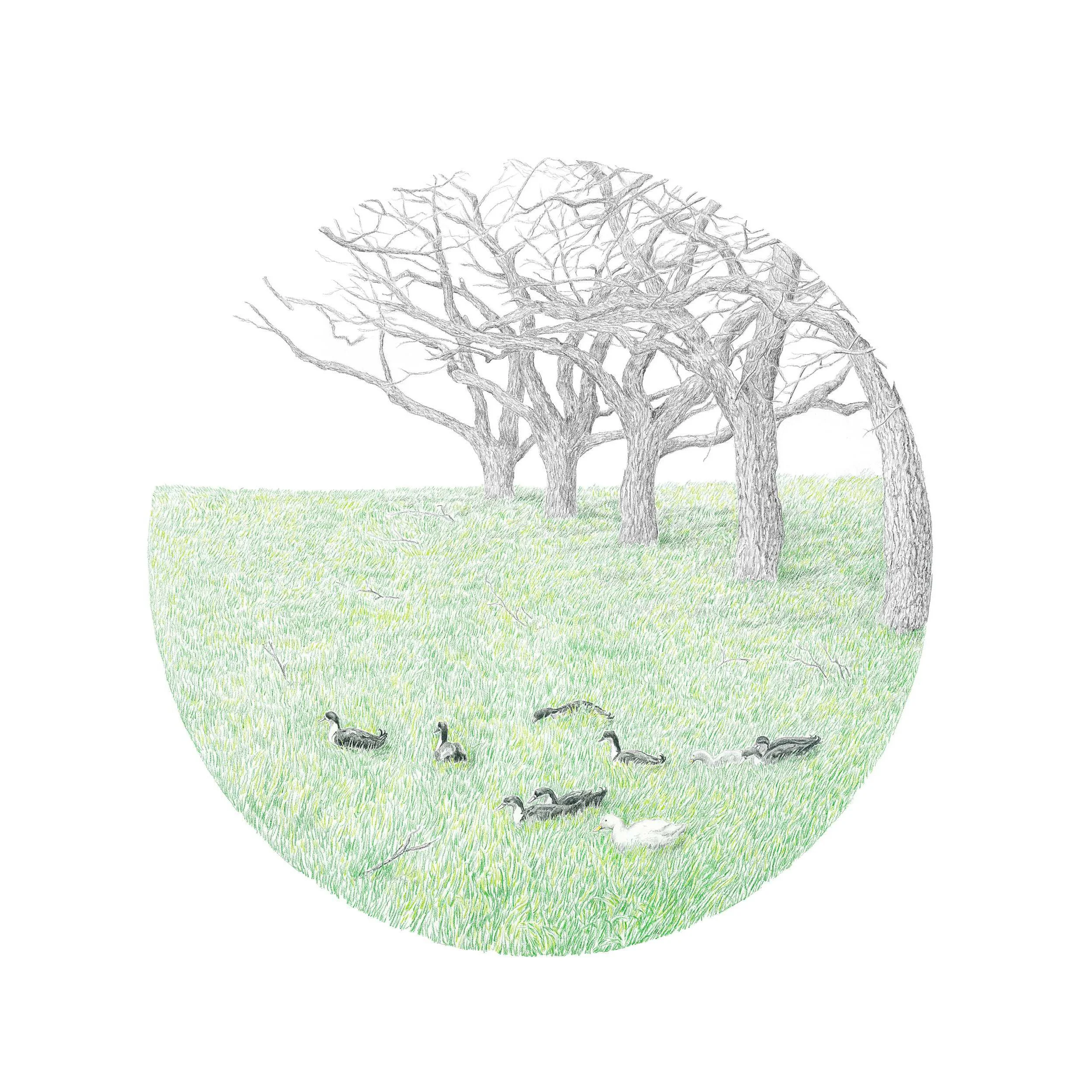 Monet's Pond-Websitesquare.jpg