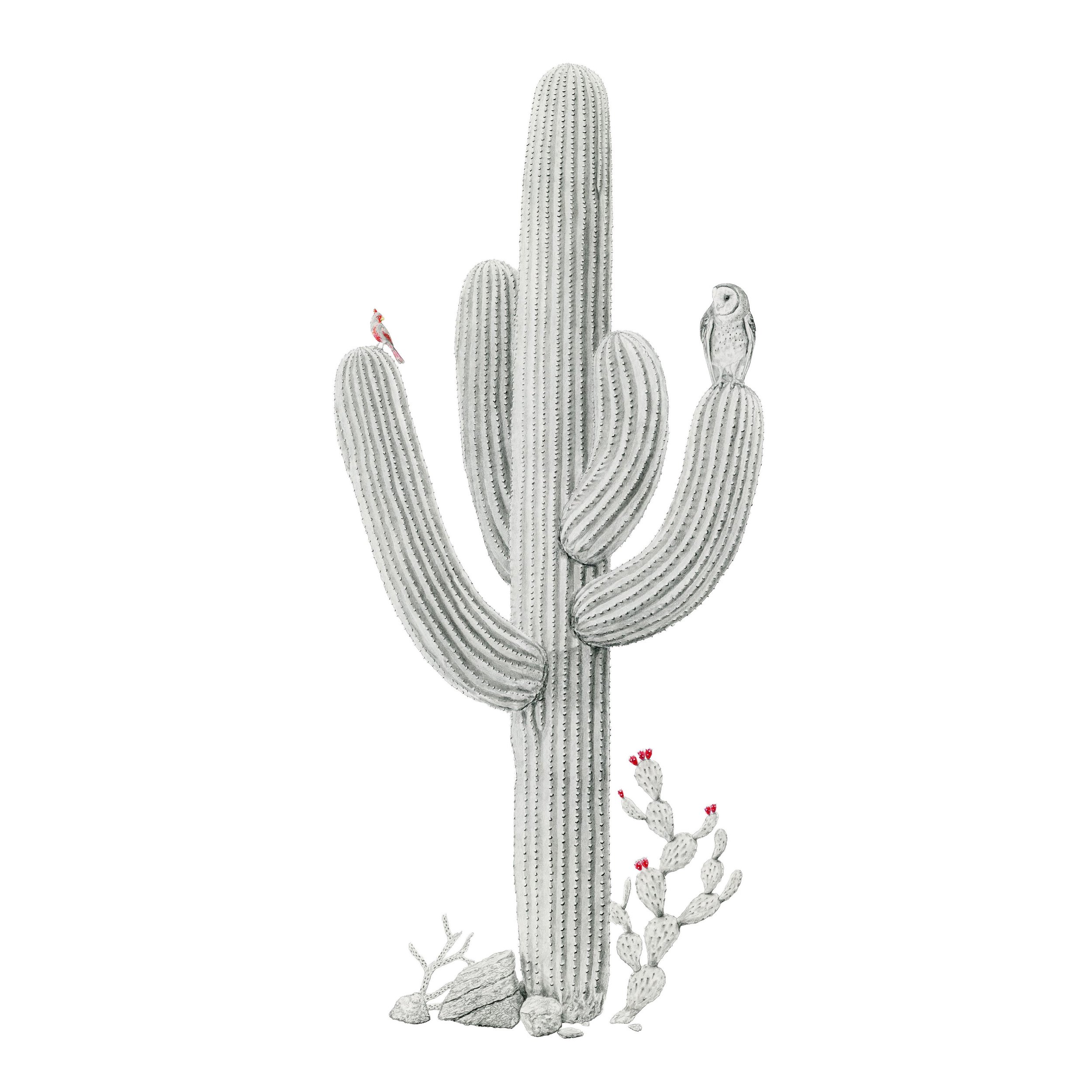 Centuries View -Website square.jpg