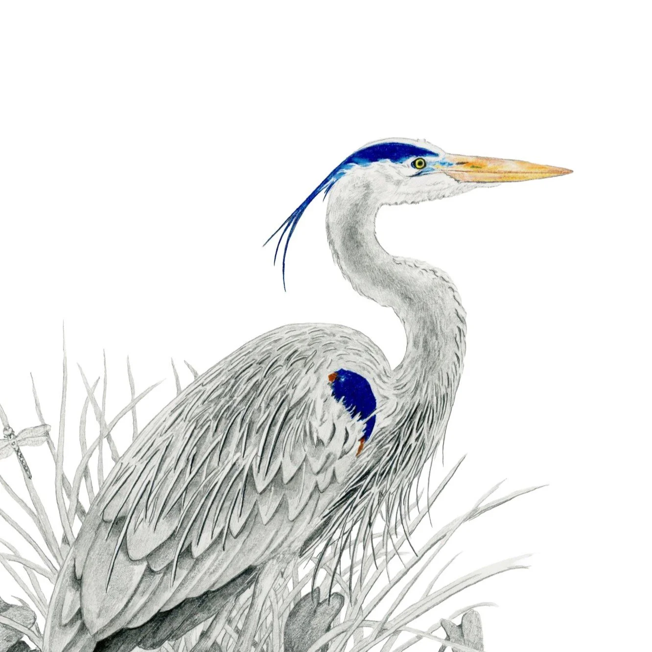 Herring Blue -Websitecrop 1.jpg