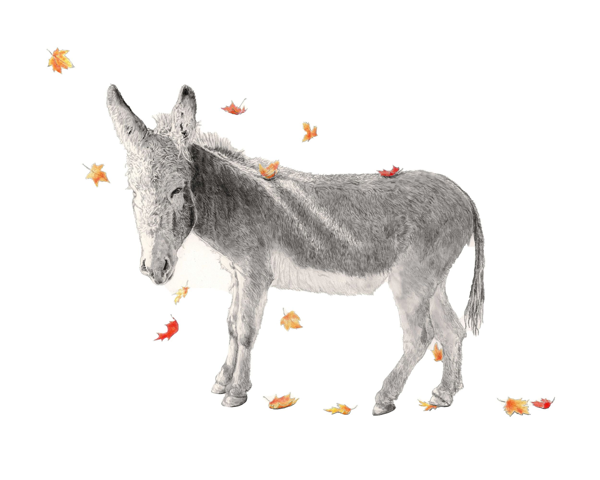 Seasons Pass-Website.jpg