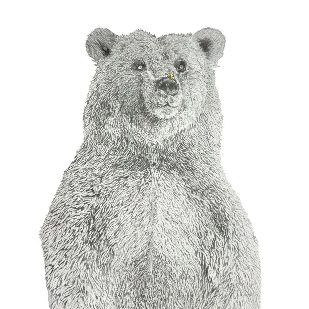 Honey Bear-Website crop.jpg