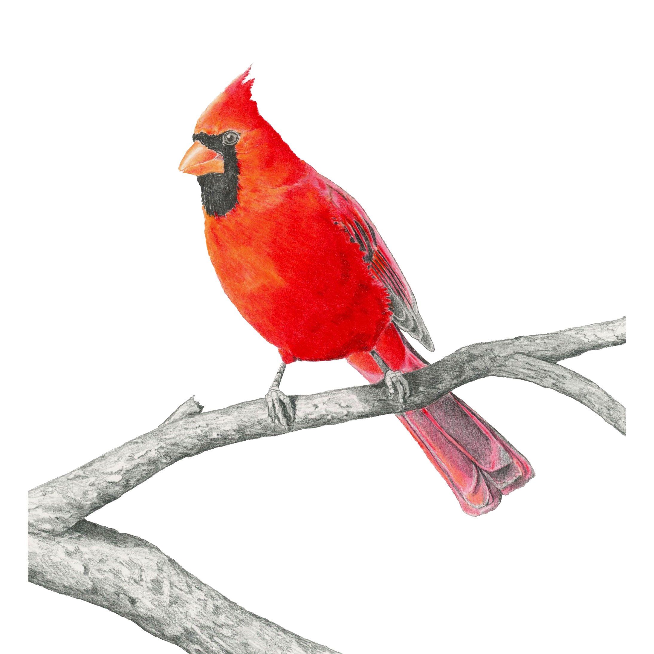 Outside my Window- Websitesquare.jpg