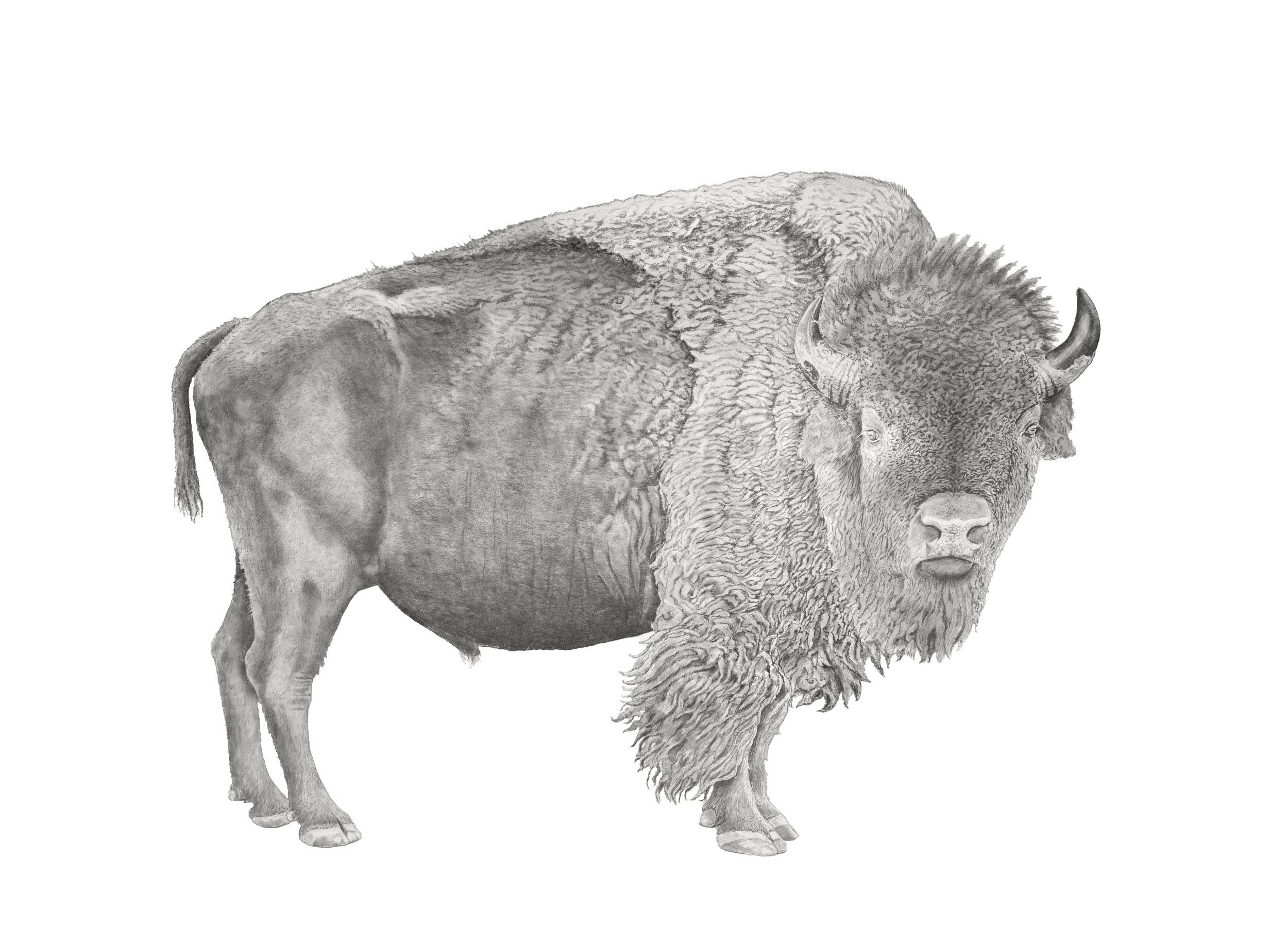 Guardian of the Plains-Website.jpg