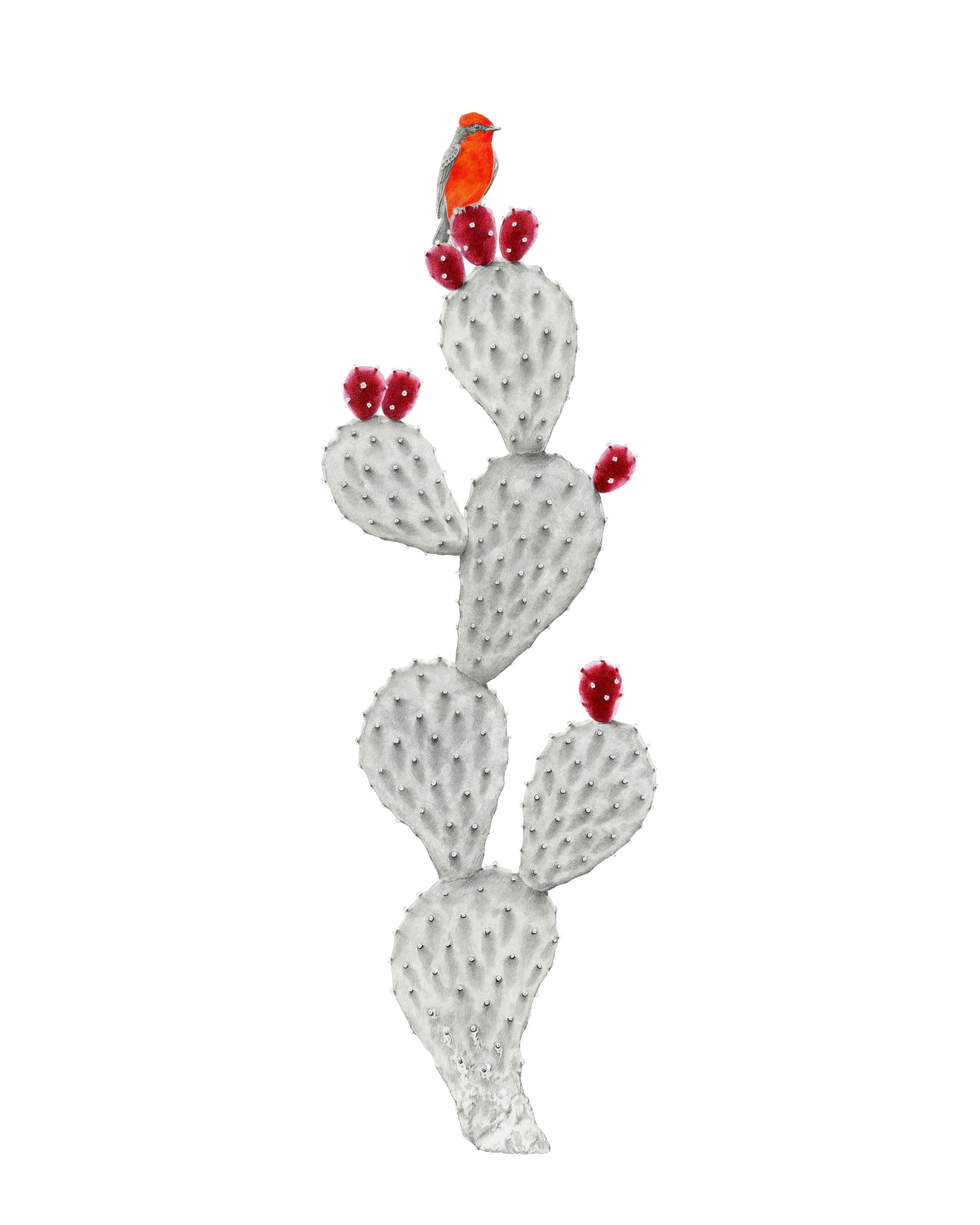 Cactus Crescendo-Website.jpg