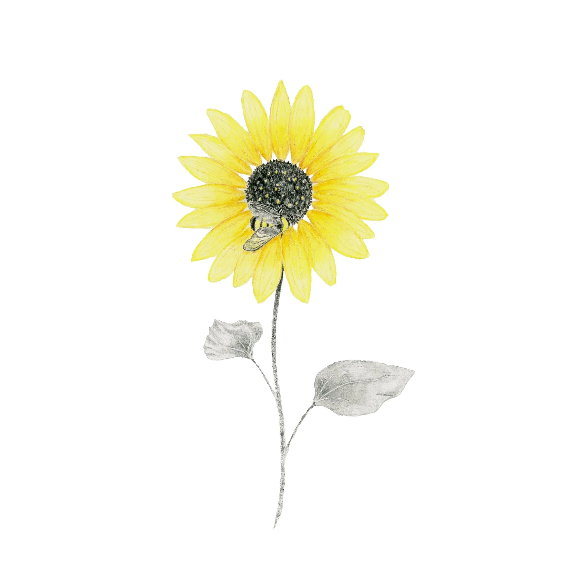 Sunflower-Websitesquare.jpg