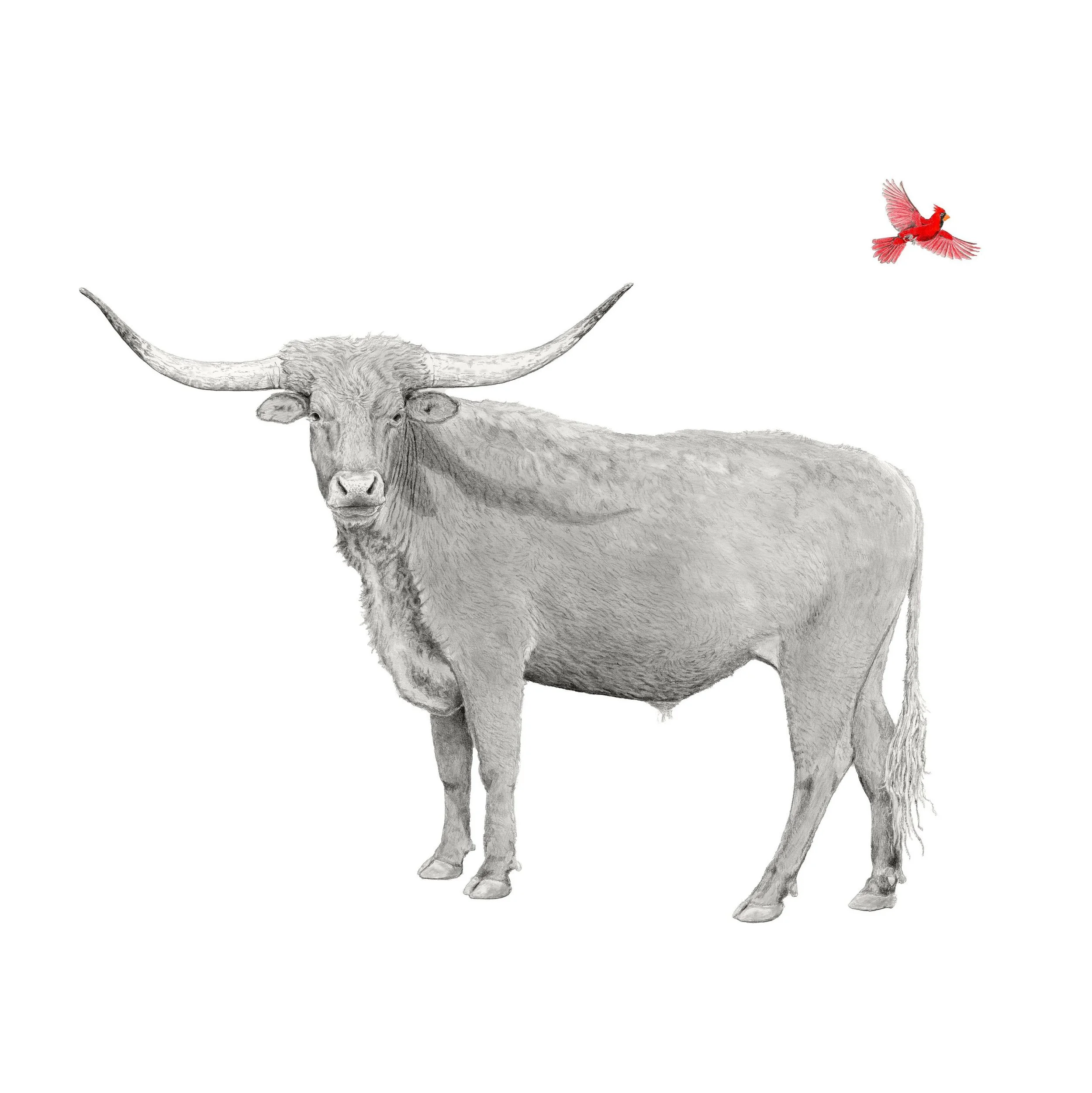 Red Rock- Websitesquare.jpg