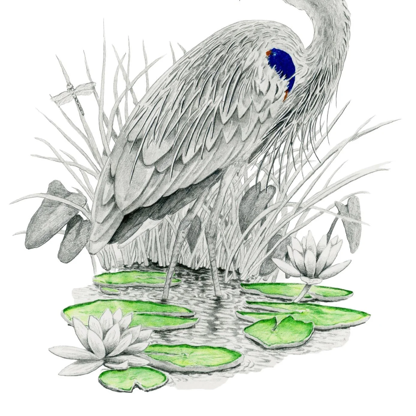 Herring Blue -Websitecrop 2.jpg